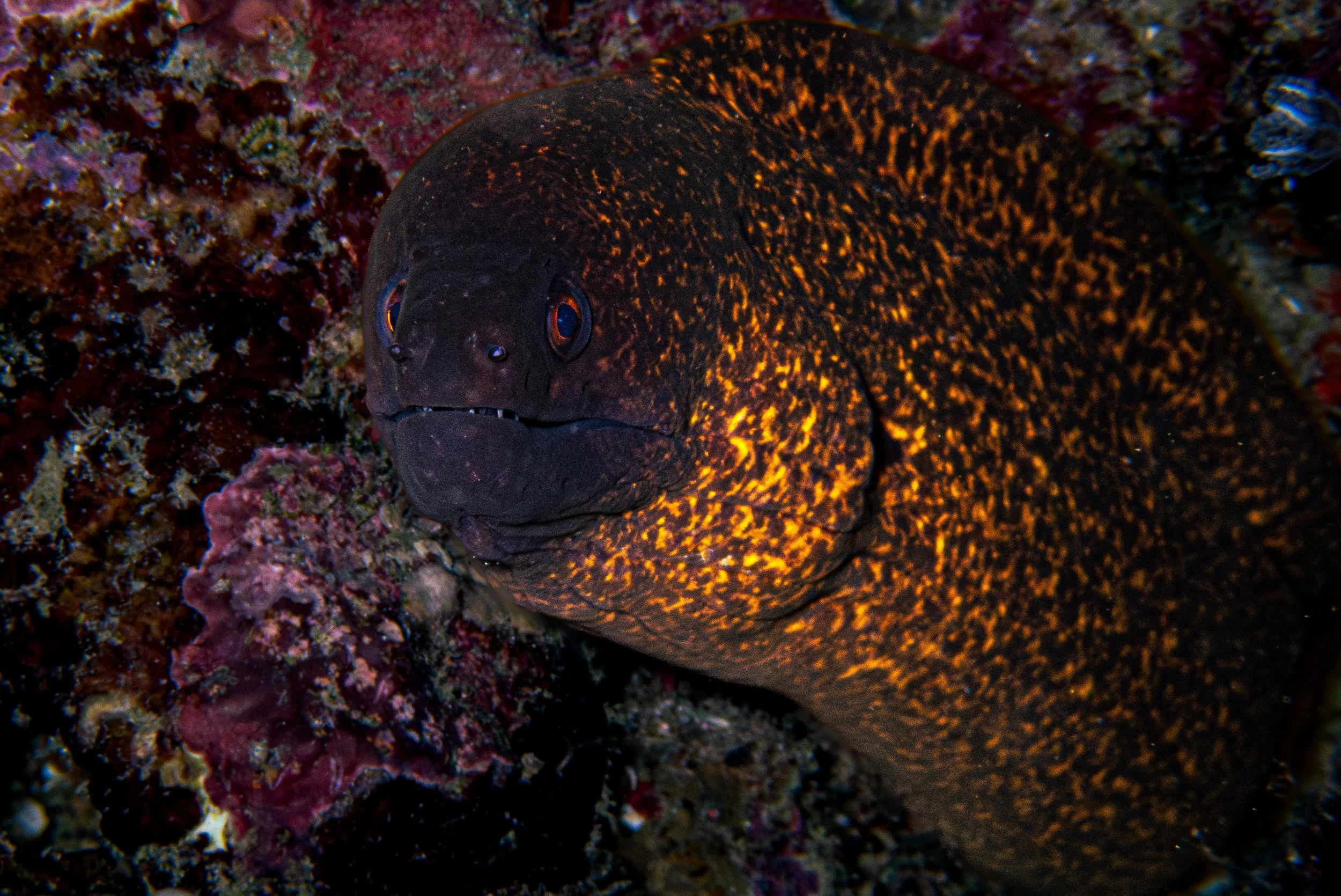 orange moray-1.jpg