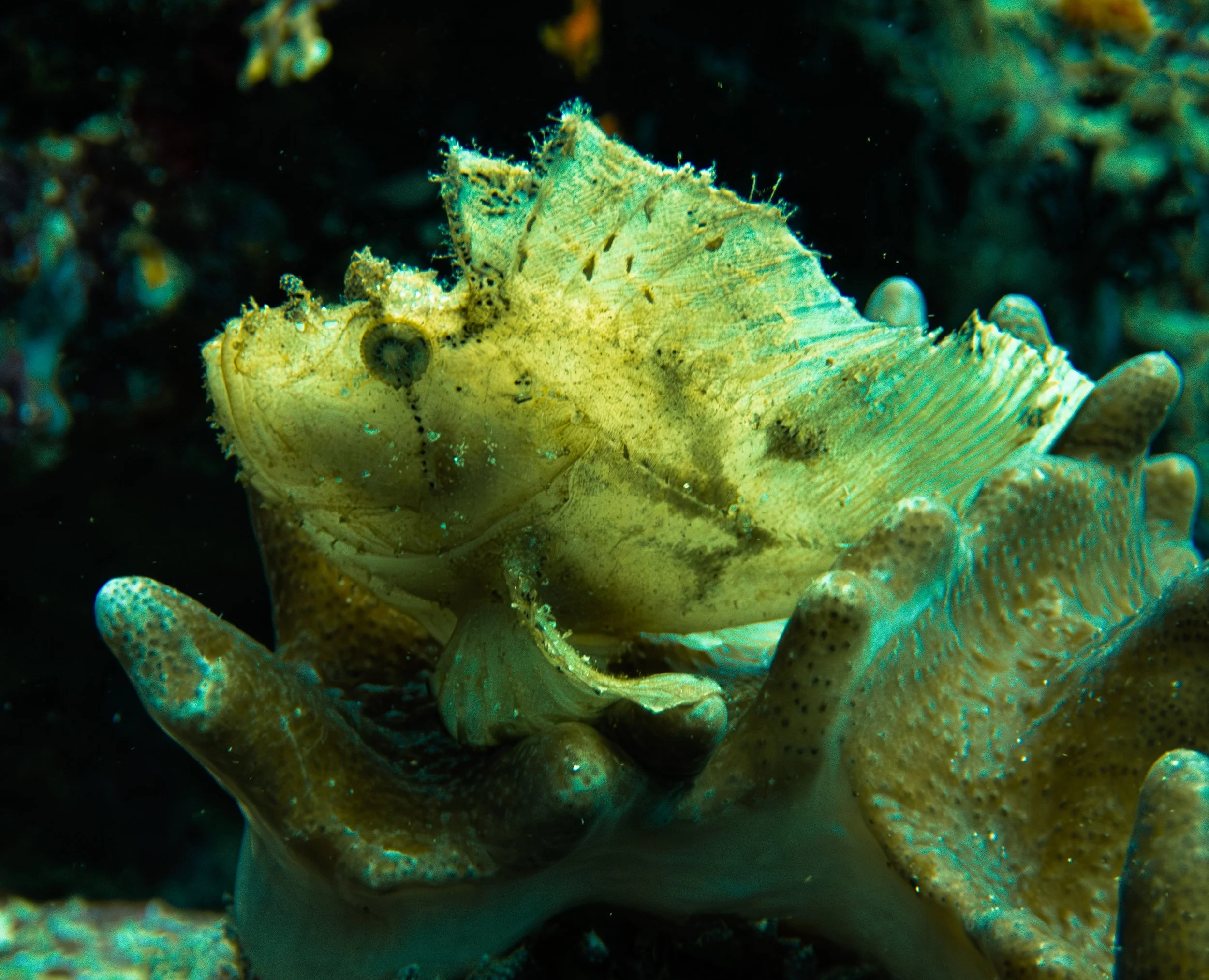 scorpion fish small -1.jpg