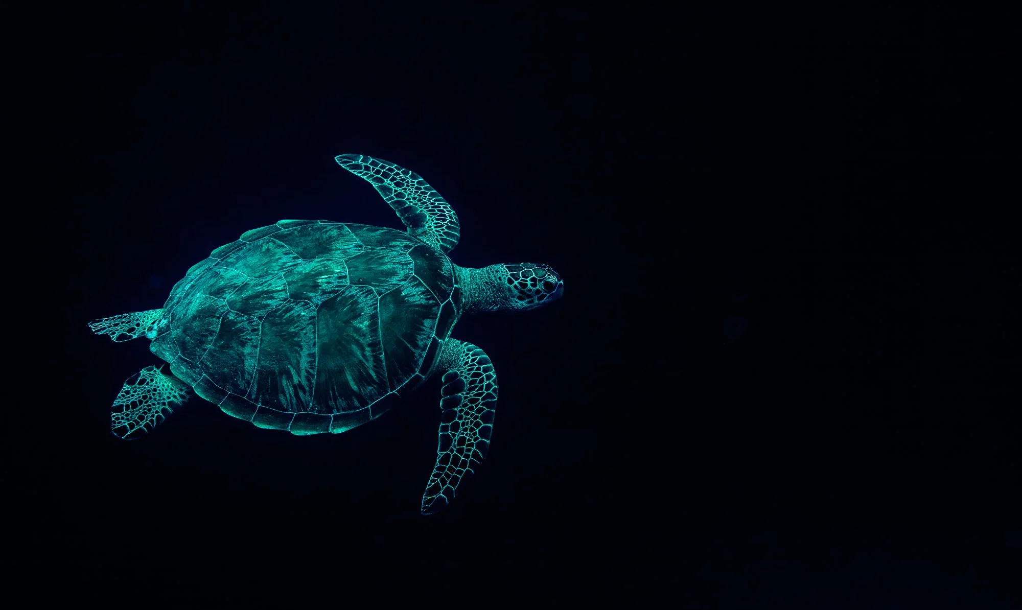 Underwater WEBSITE 26-18-2.jpg