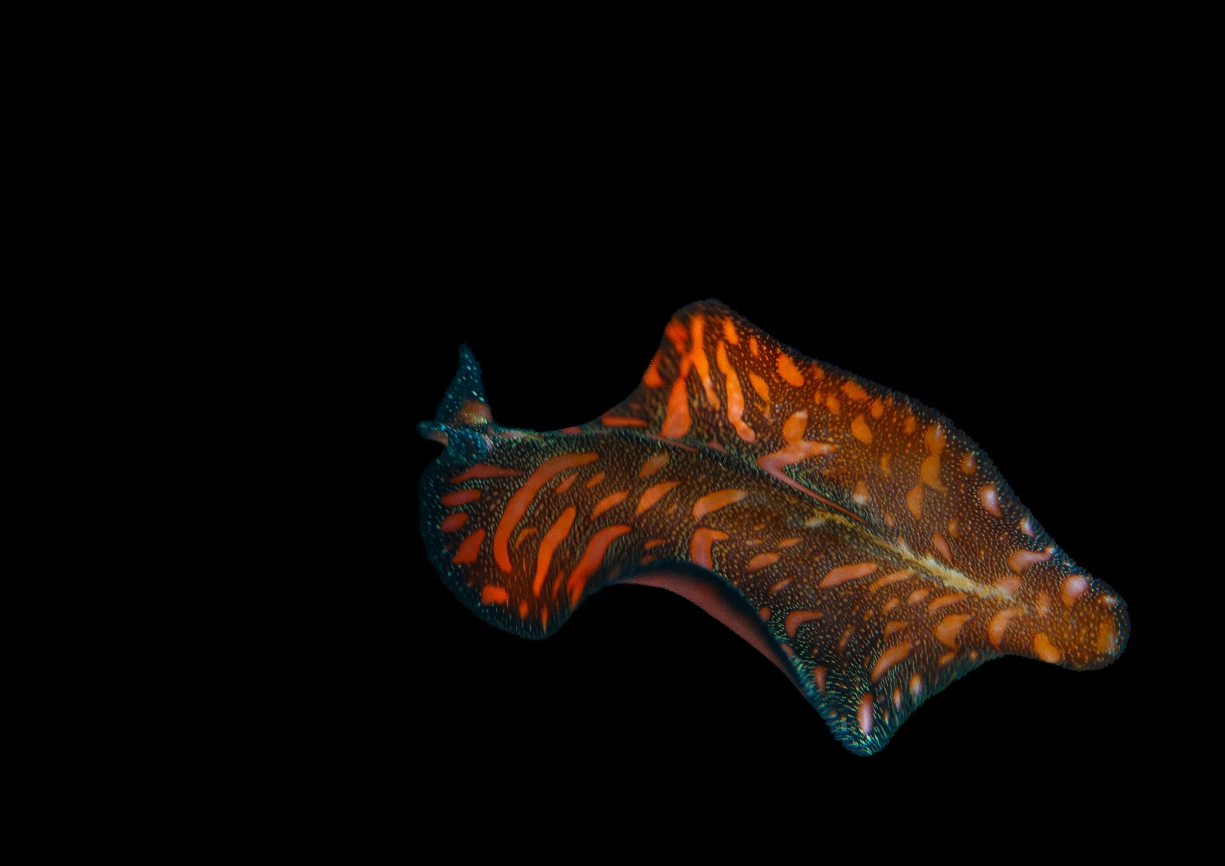 spanish dancer-1.jpg