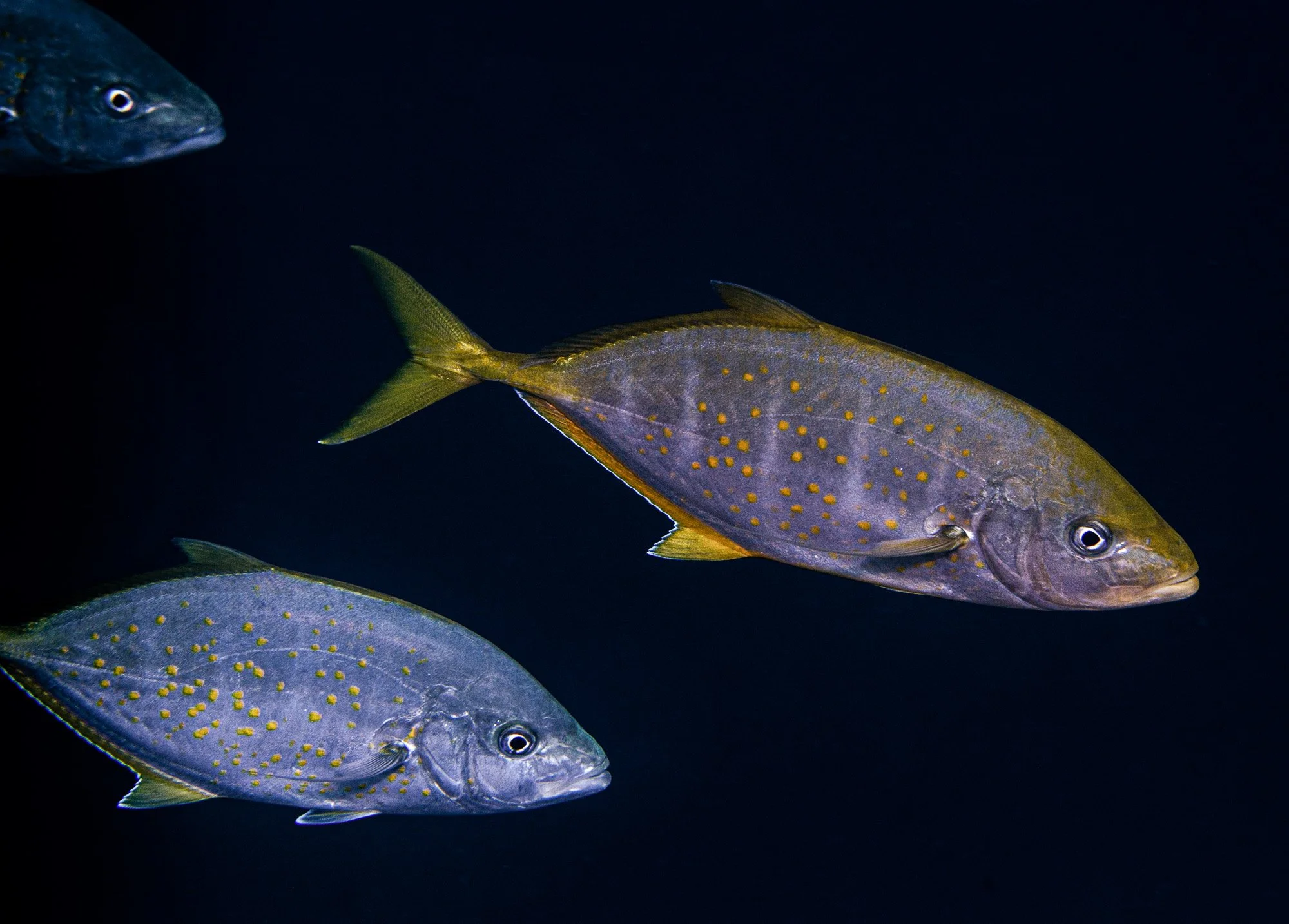 Underwater WEBSITE 26-17-2.jpg