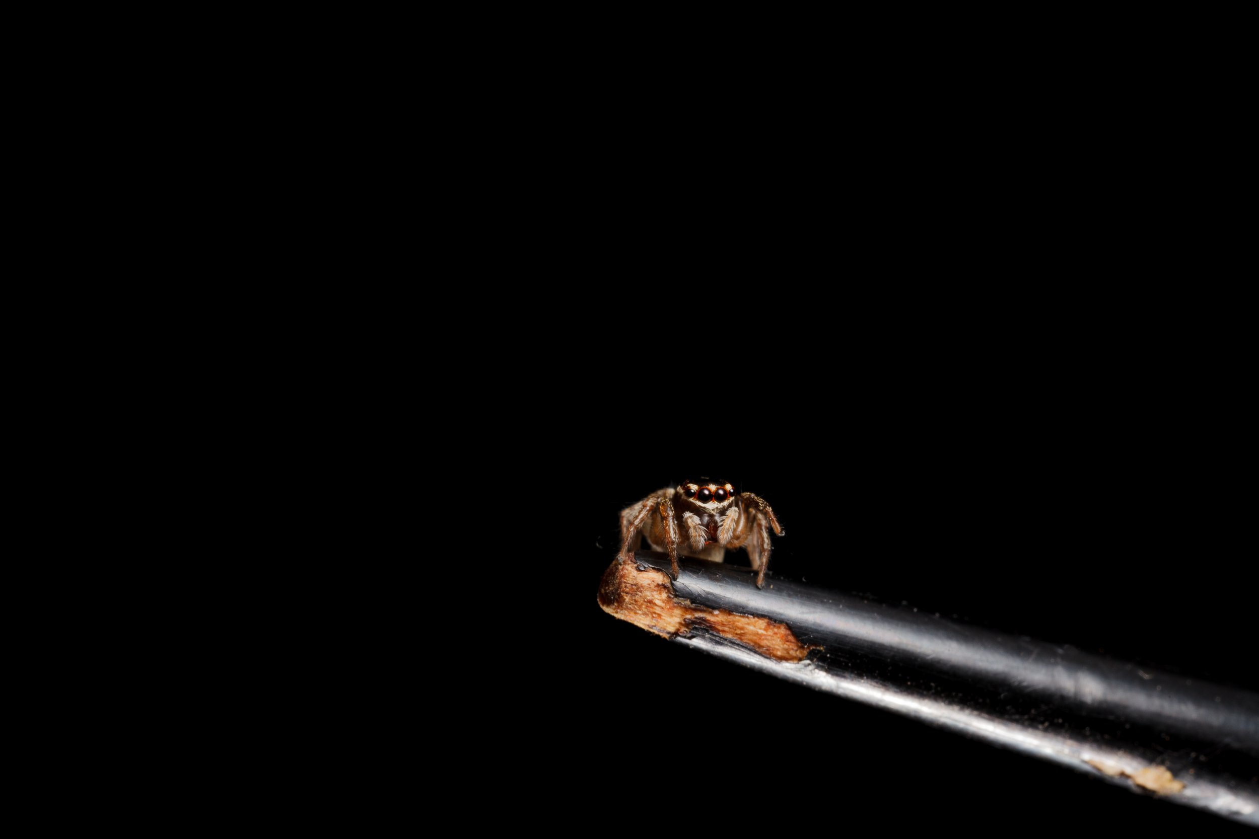 chopstick spider-1.jpg