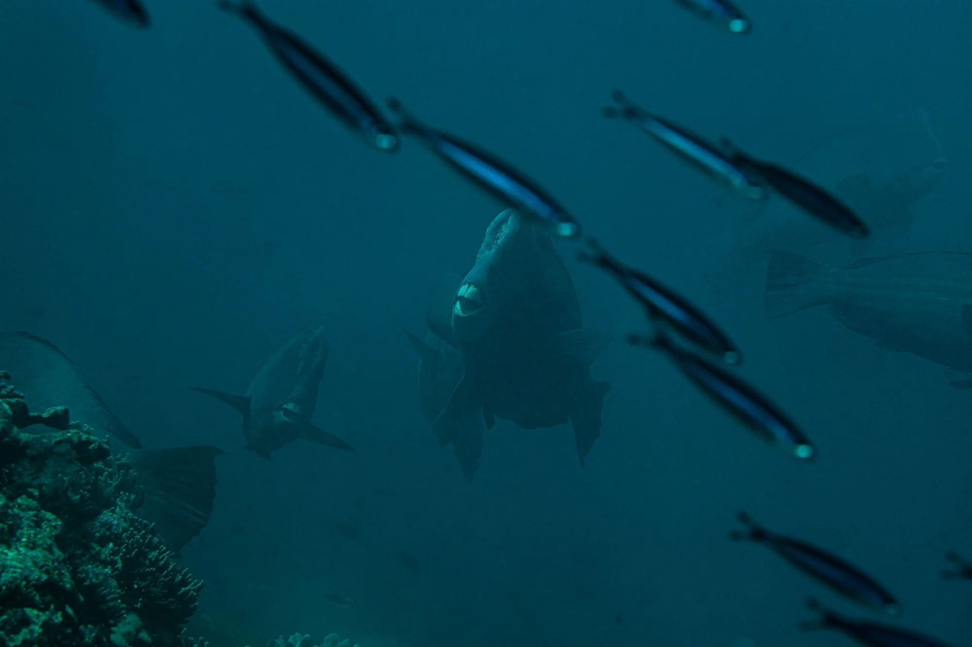 Underwater WEBSITE 26-16-2.jpg
