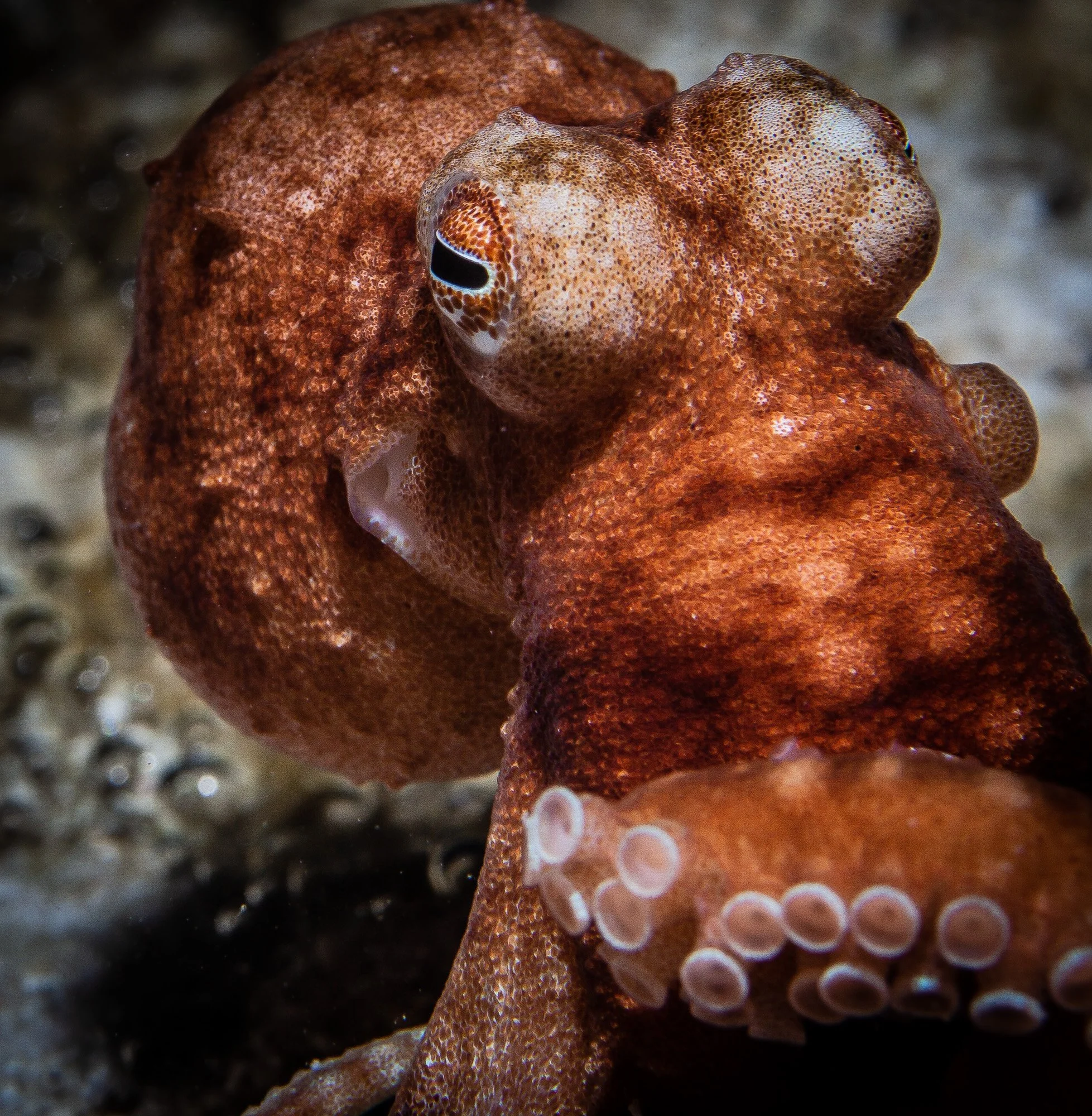 Underwater WEBSITE 26-20-2.jpg