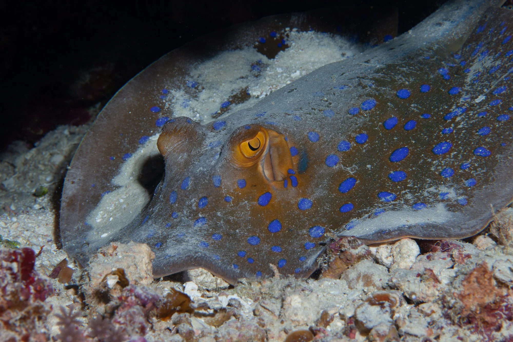 Underwater WEBSITE 26-11-2.jpg