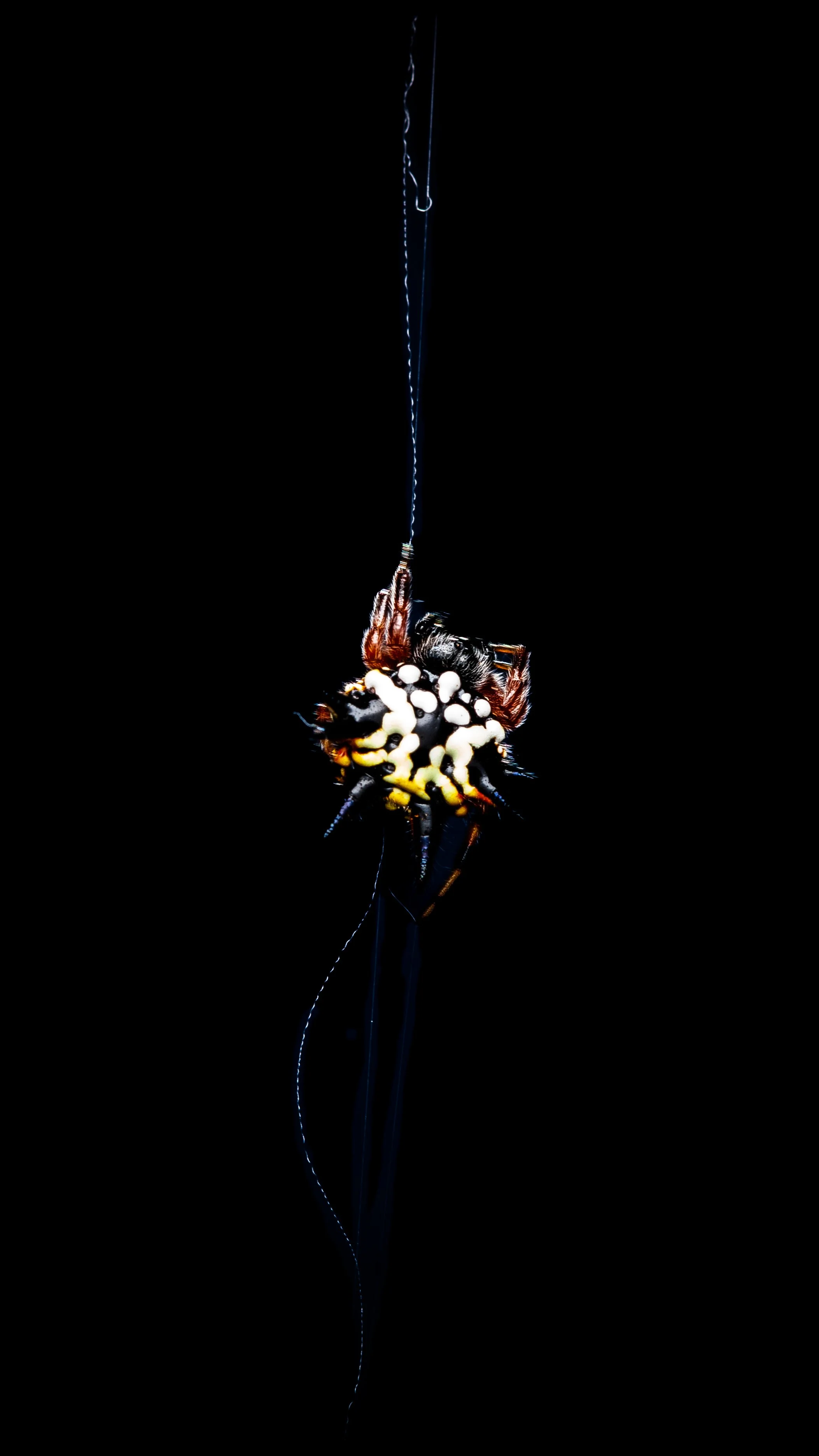 christmas spider on web-1.jpg