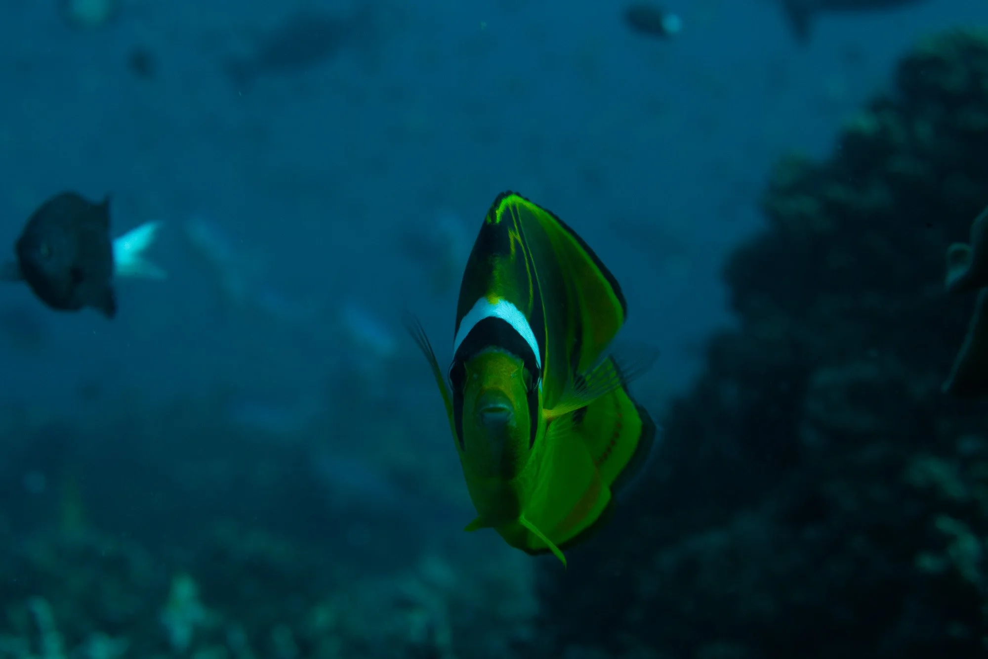 Underwater WEBSITE 26-6-2.jpg