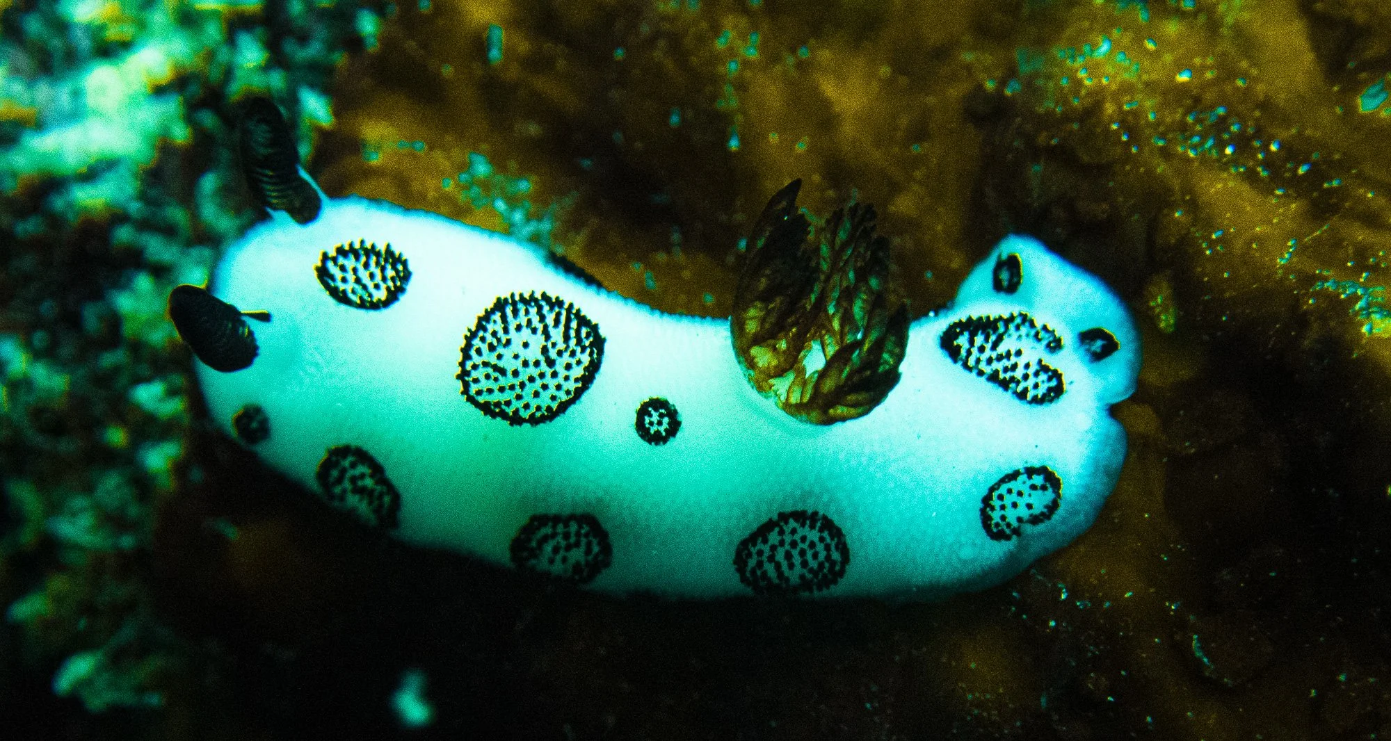 website underwater 26-11-2.jpg