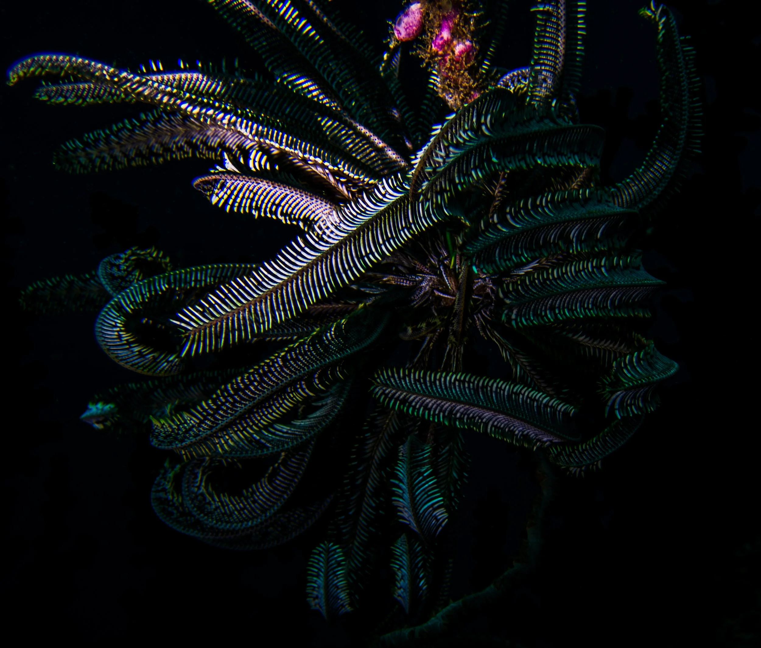 brittle star on black-1.jpg