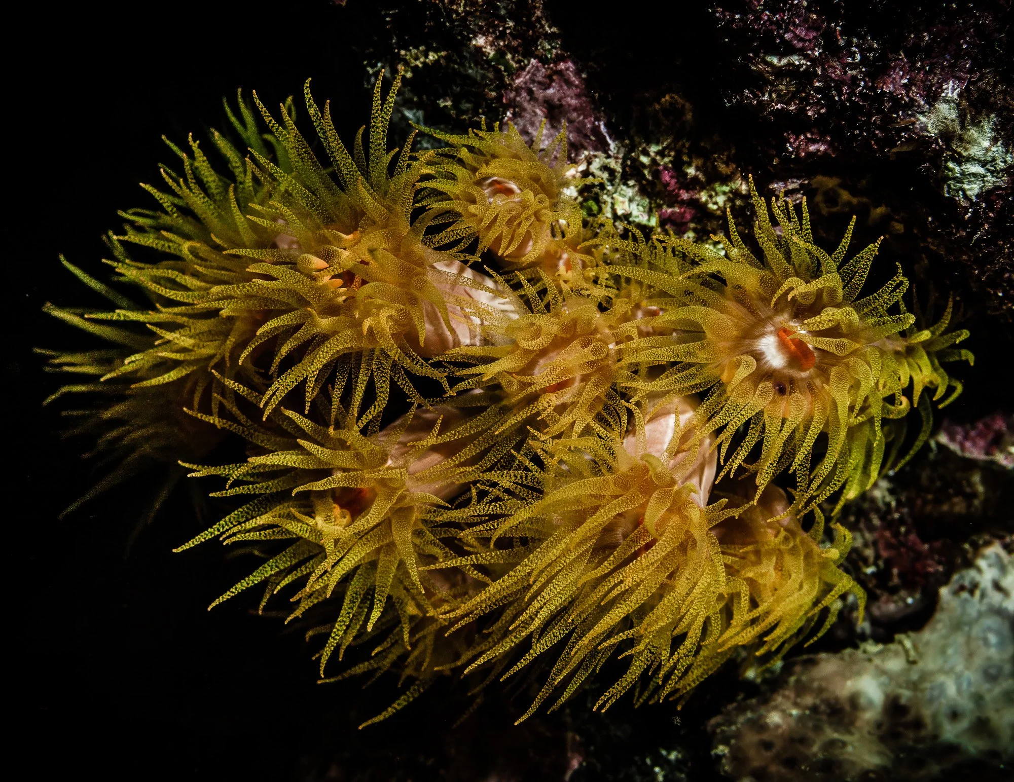 Underwater WEBSITE 26-25.jpg