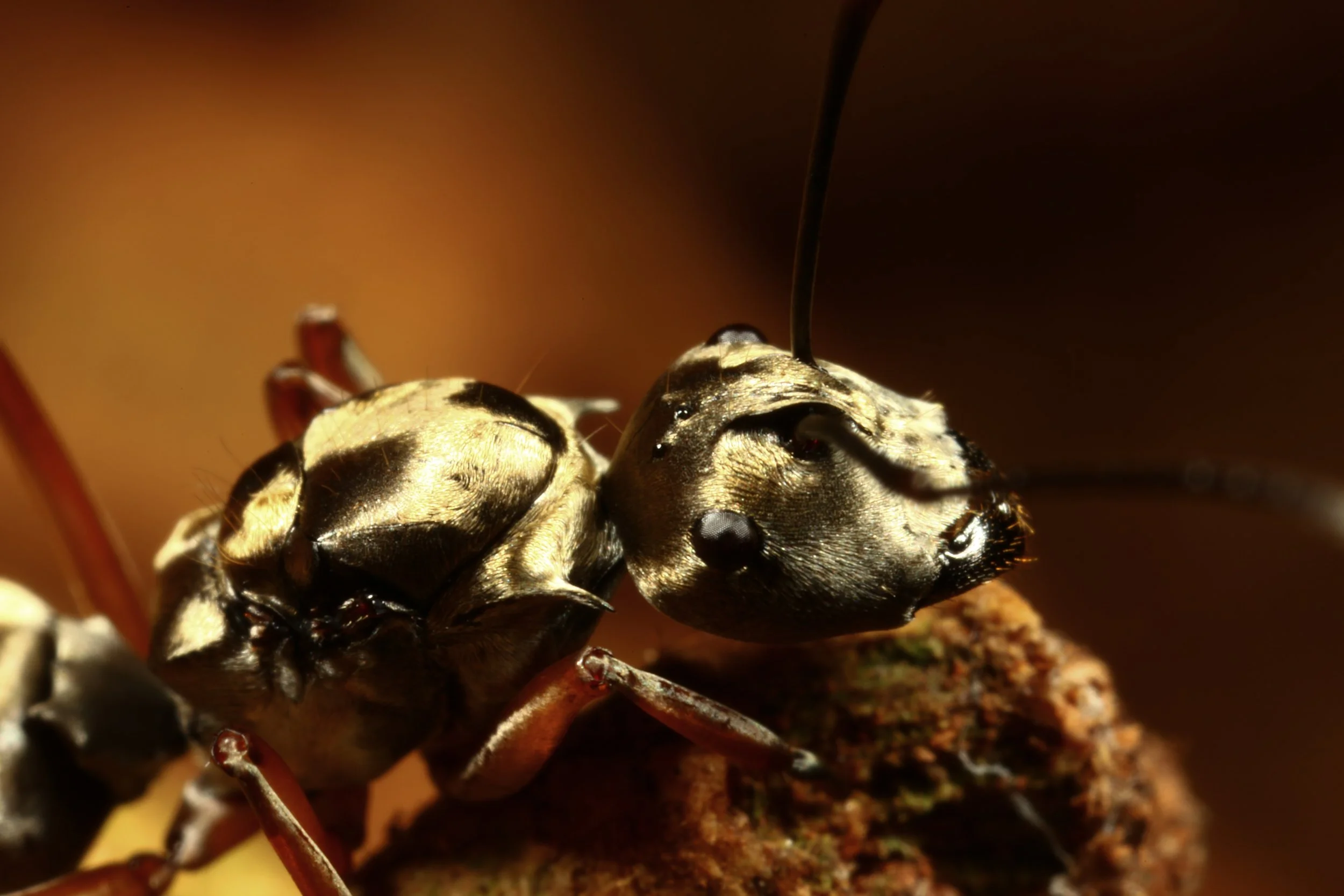gold ant-1.jpg
