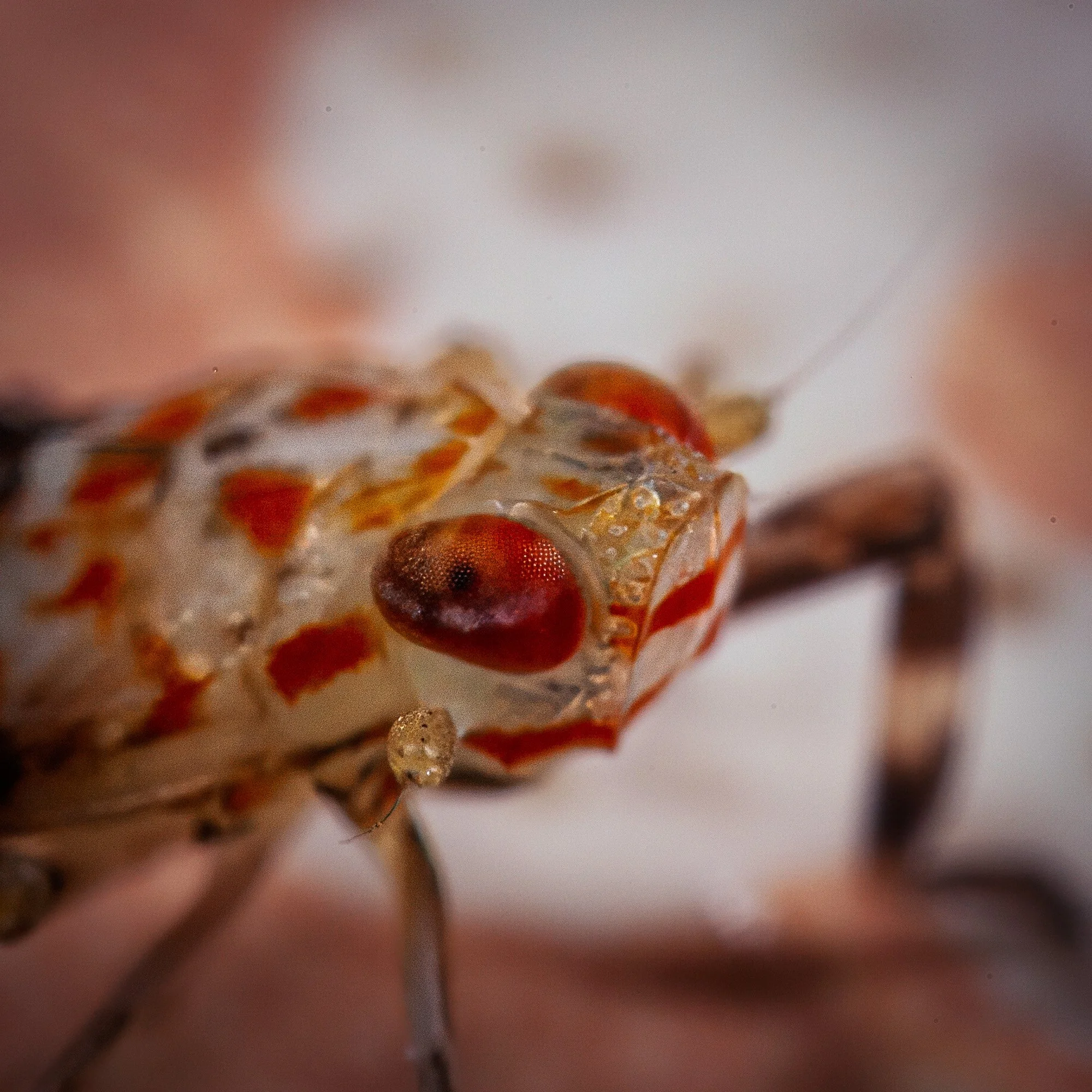 Up close and personal WEBSITE 26-1.jpg