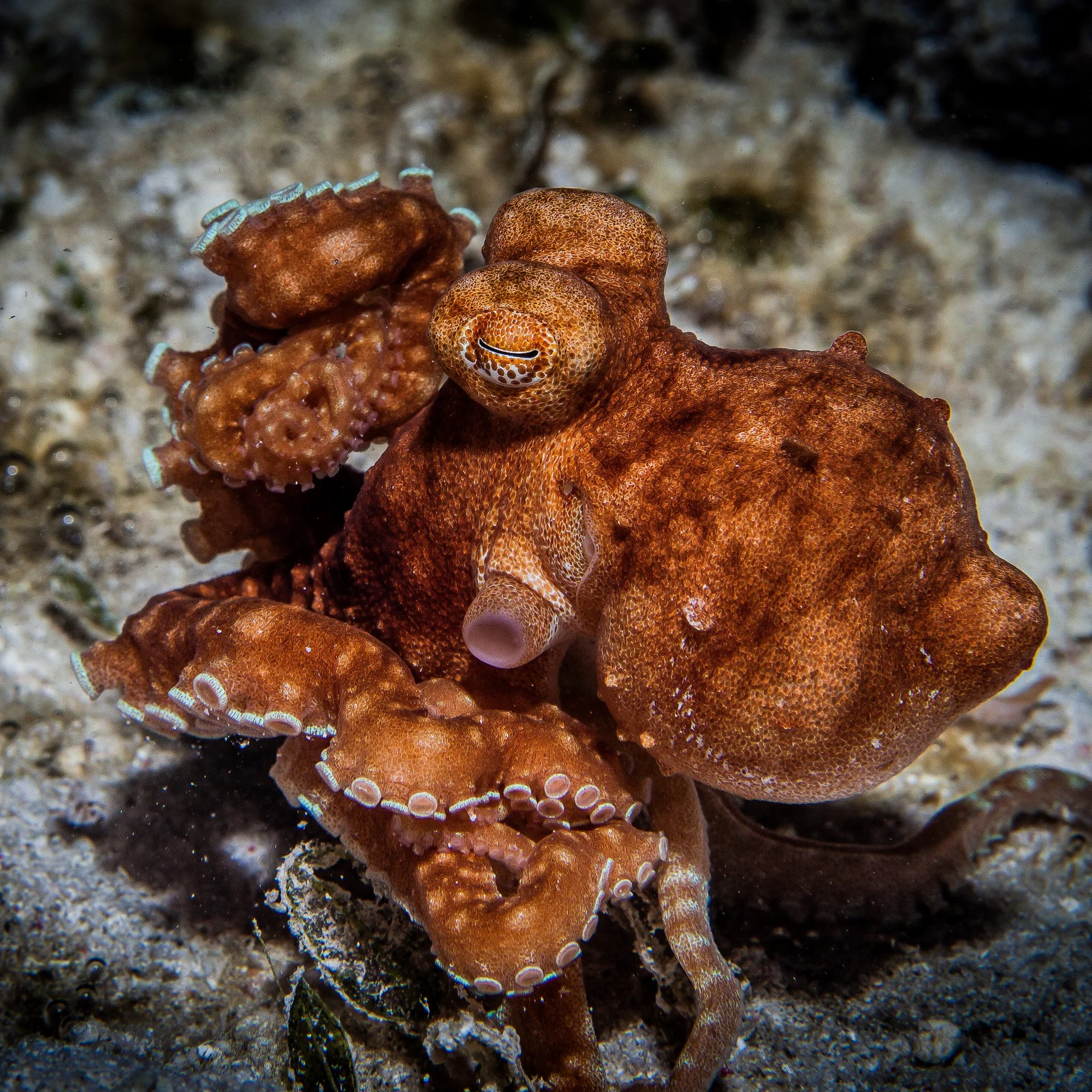 Underwater WEBSITE 26-21-2.jpg
