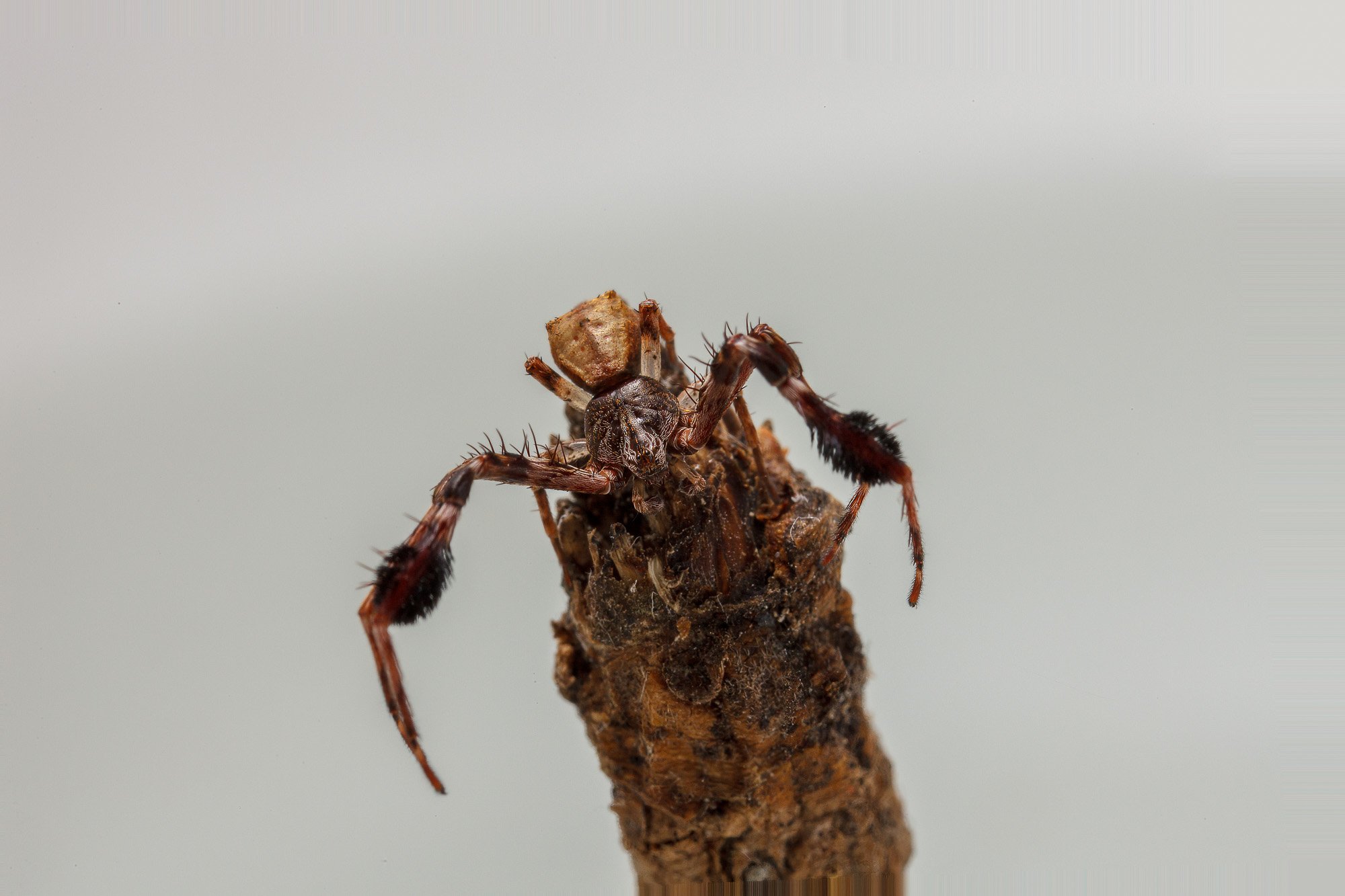 Up close and personal WEBSITE 26-4.jpg