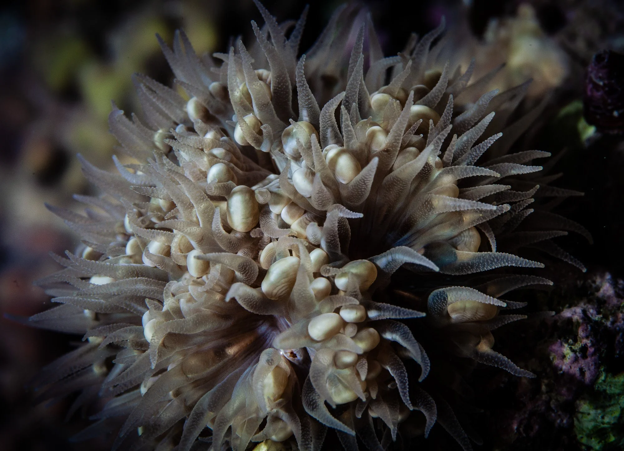 Underwater WEBSITE 26-7-2.jpg