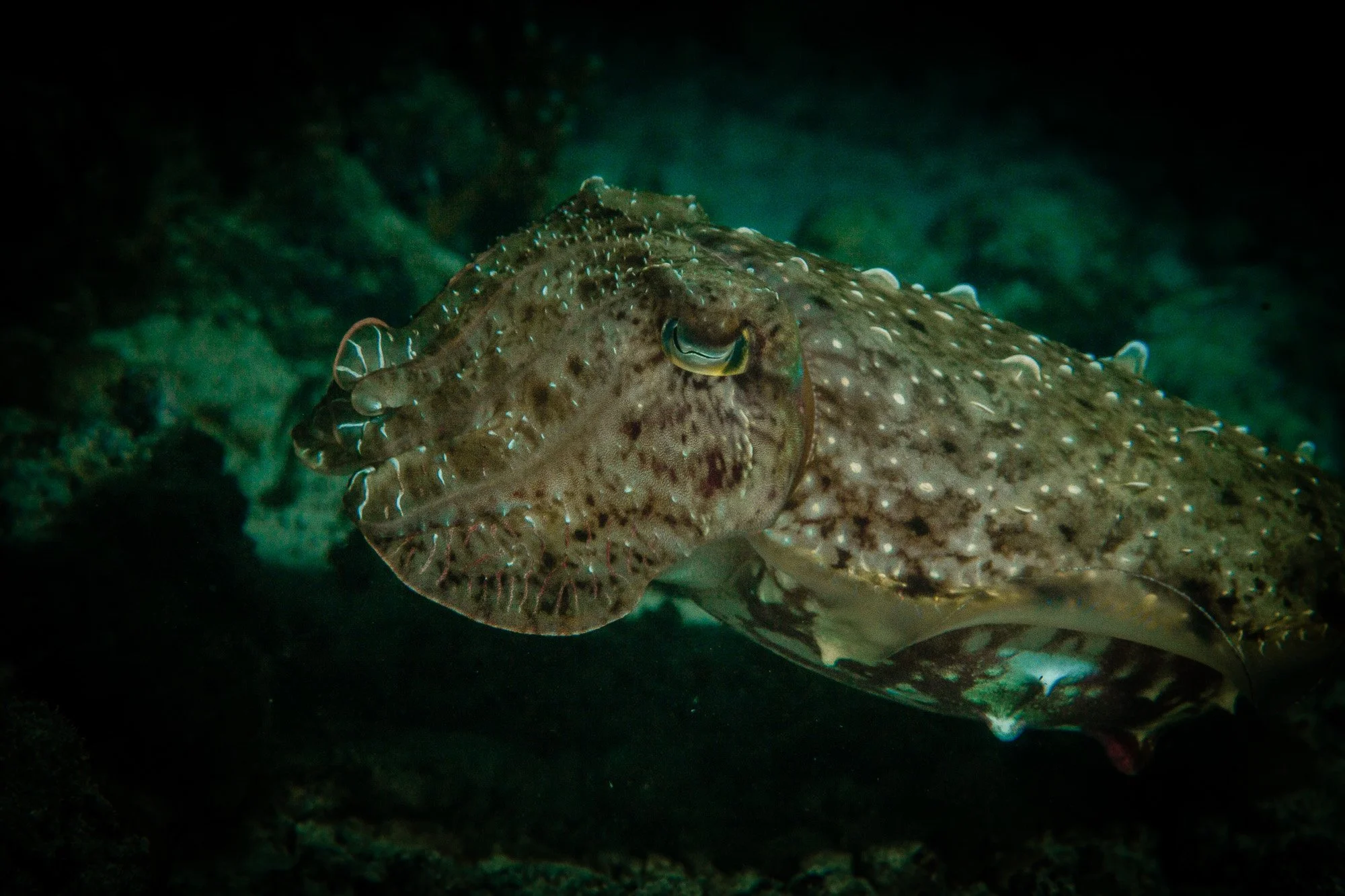 Underwater WEBSITE 26-23.jpg