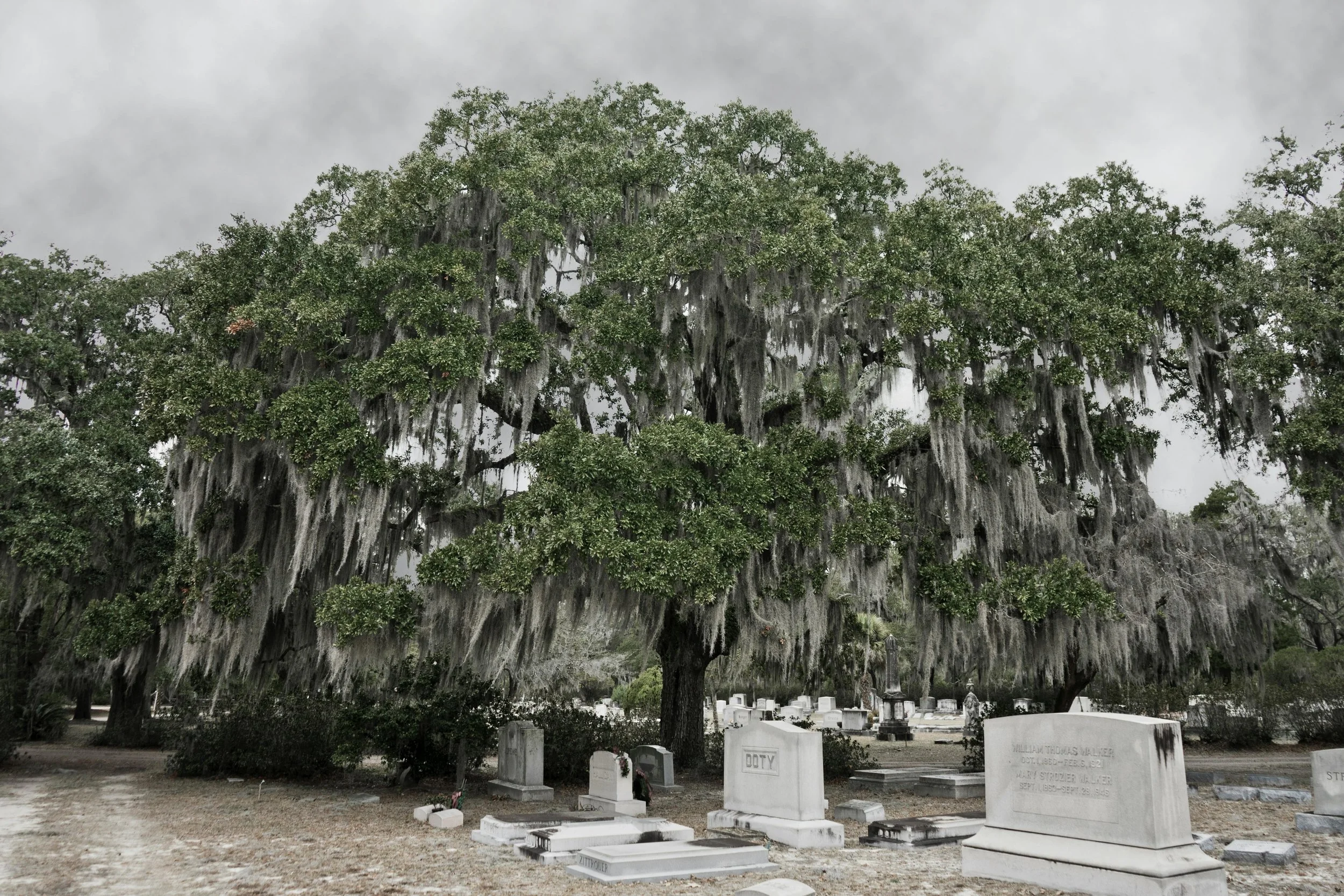 A large oak tree with Spanish moss hanging from its branches, situated in a graveyard with white tombstones and overcast skies.