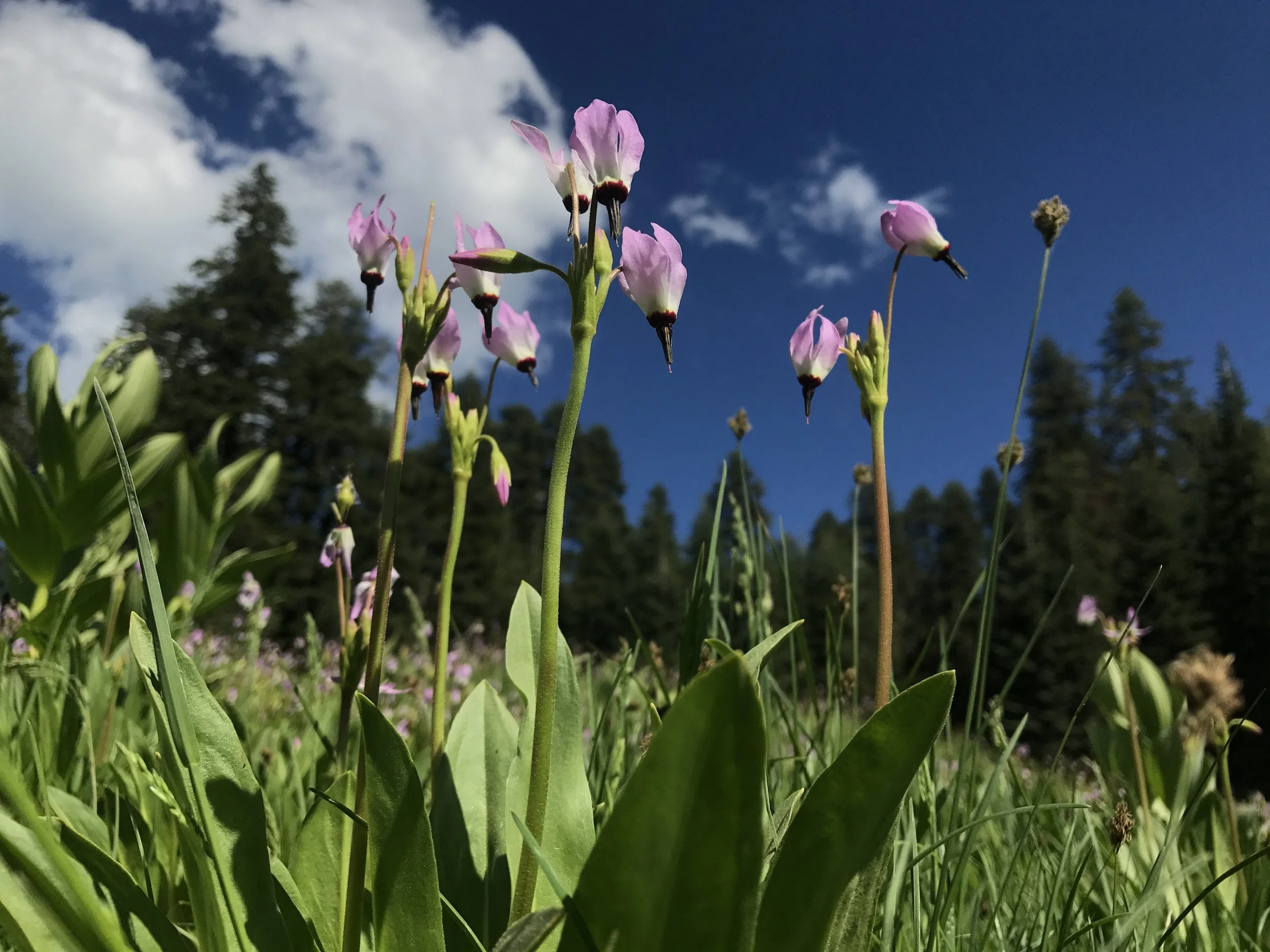 Close-up of tall pink and white wildflowers growing in a grassy field with a backdrop of a forest and a partly cloudy sky.