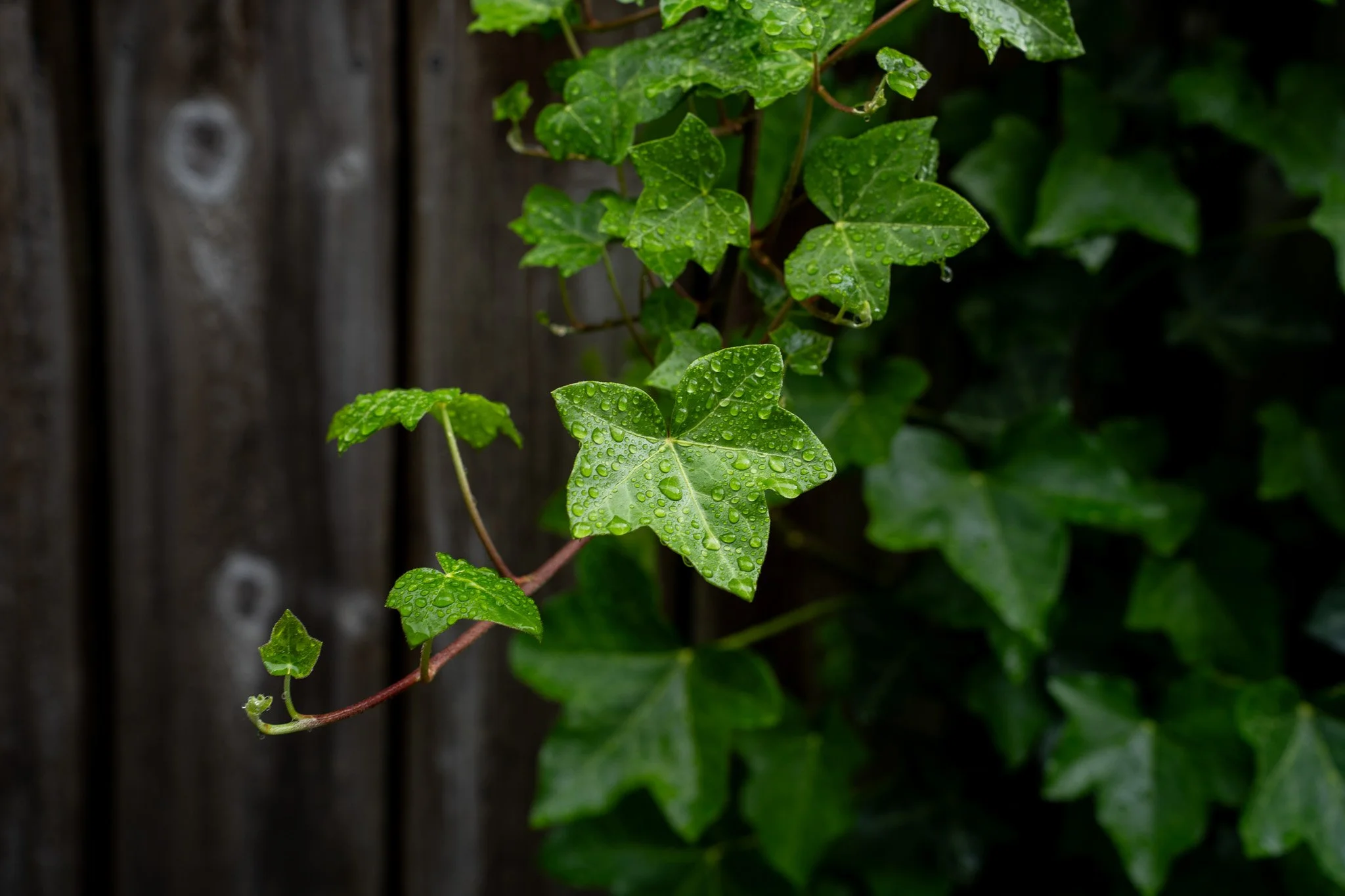 DSC06879-2.jpg