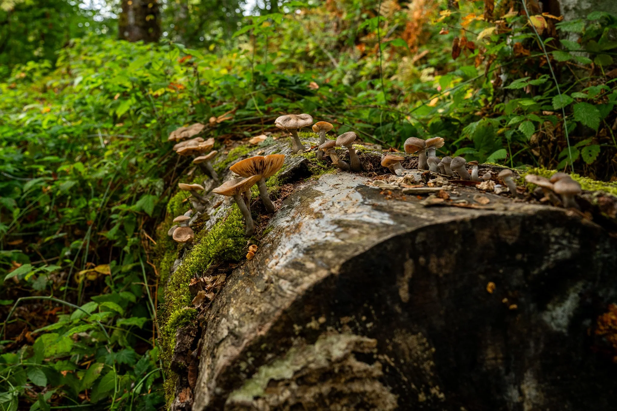 DSC07292-3.jpg