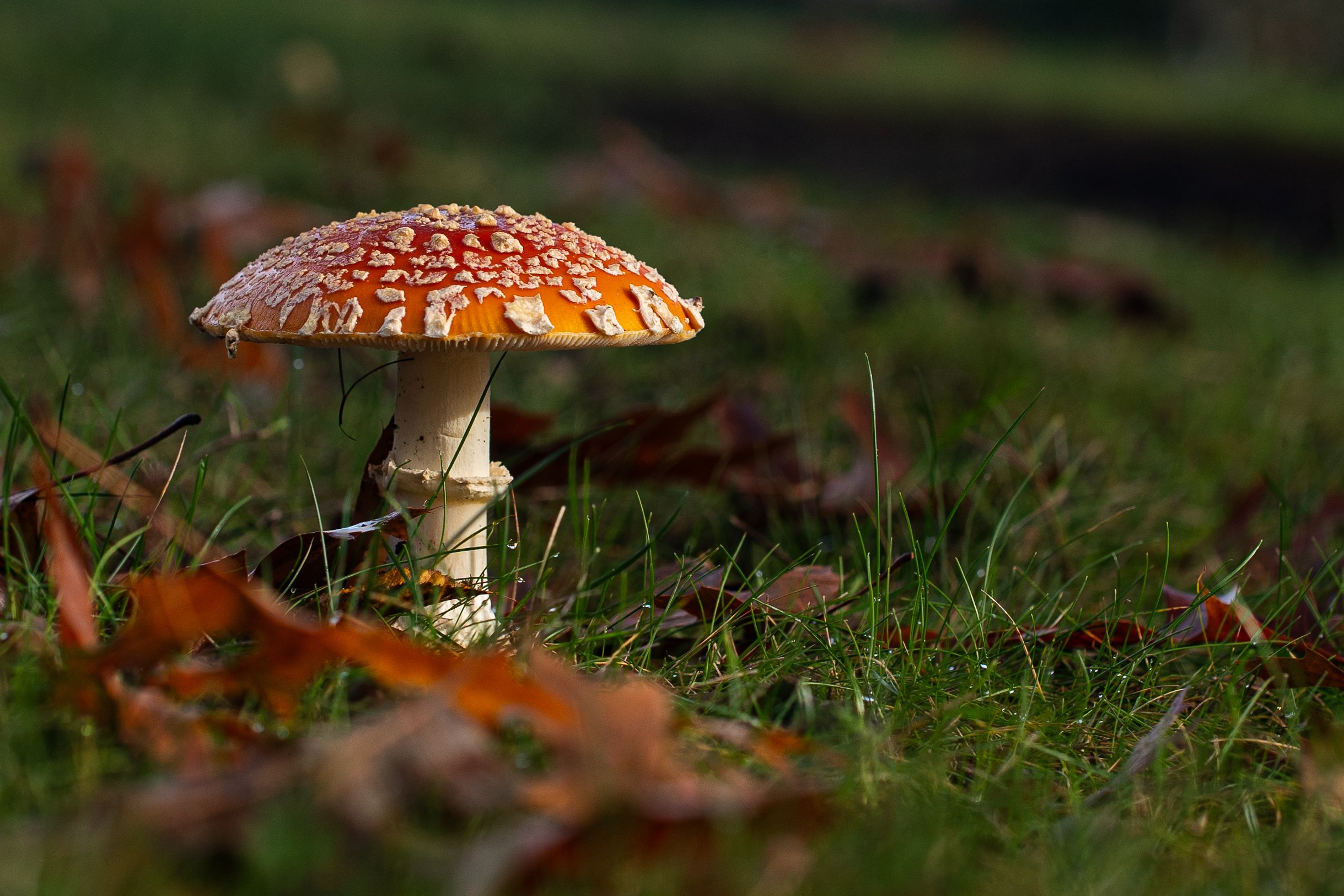 DSC08837-3.jpg
