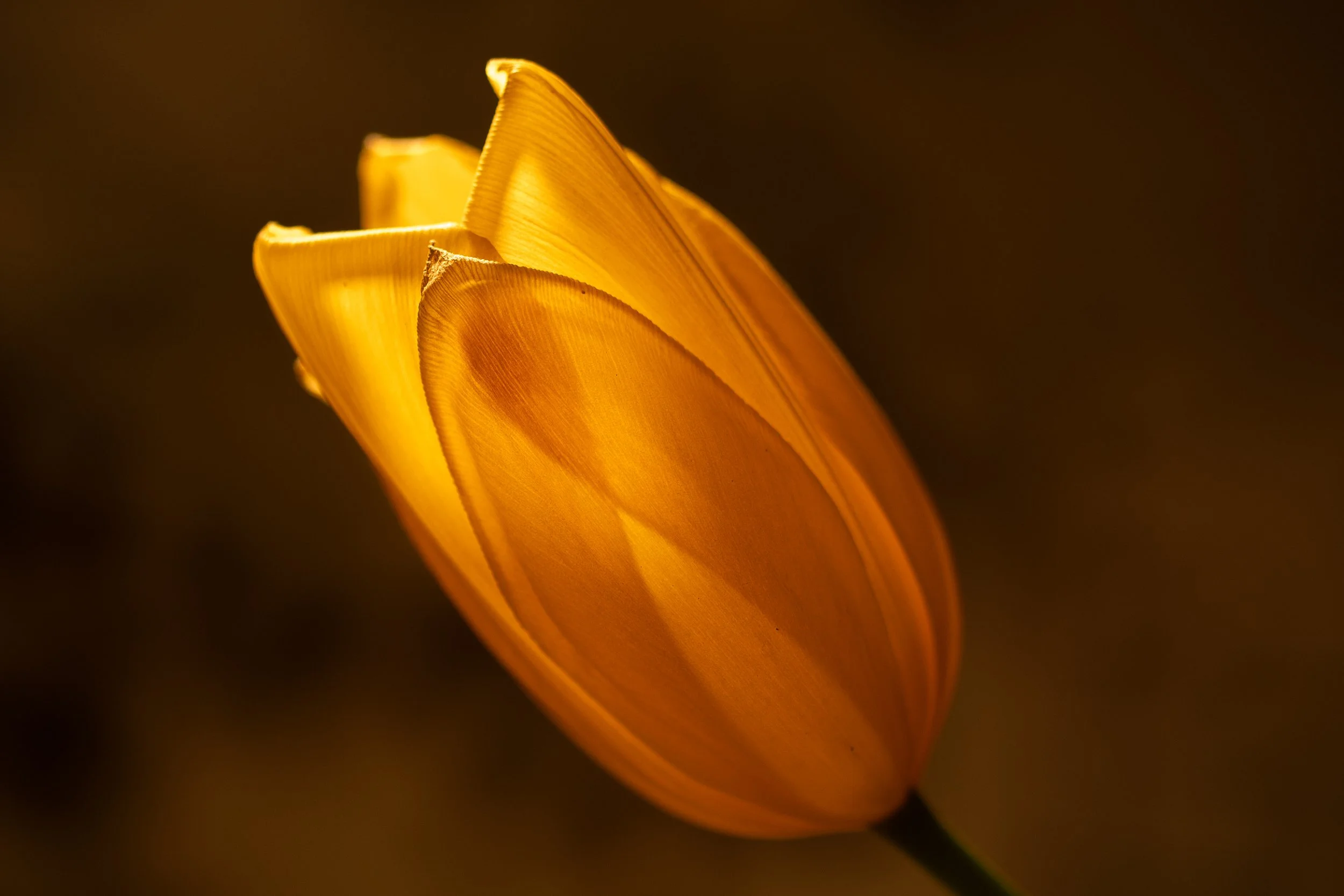 DSC00125.jpg