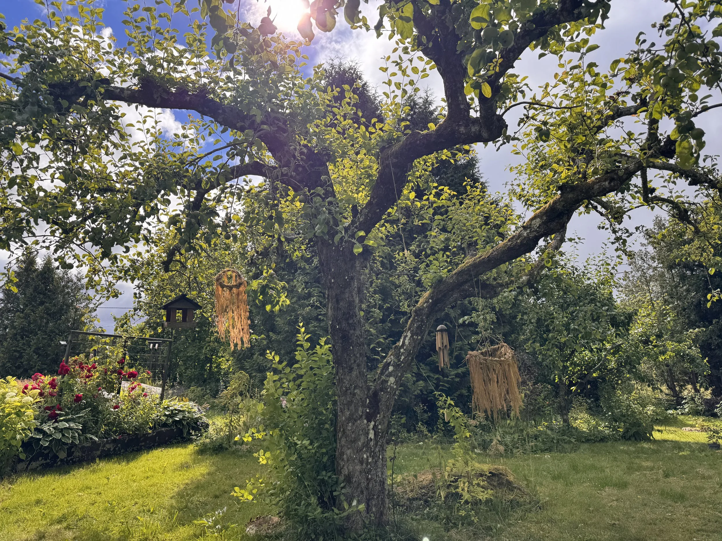 (Mid)summer Grass Wreath hanging in sun