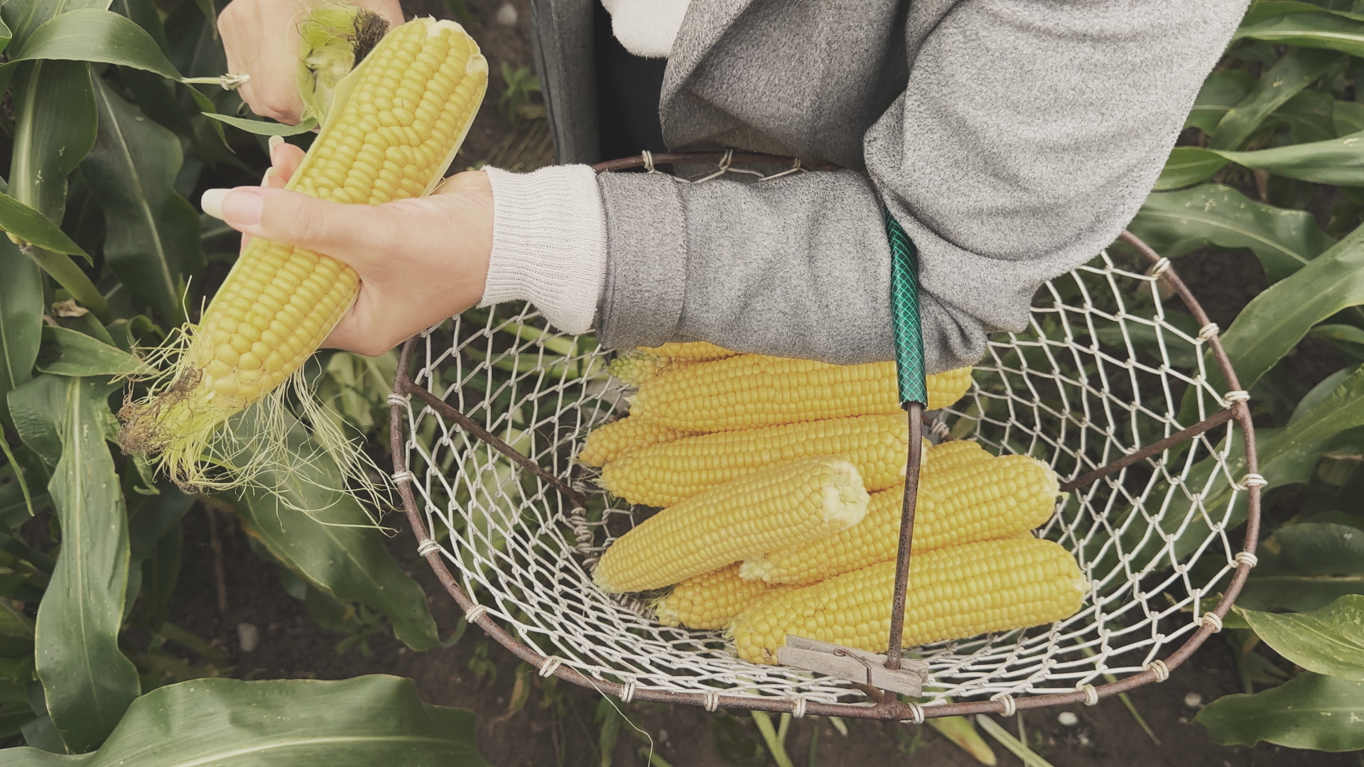 Peeling a fresh corn cob above a wire basket of harvested sweet corn