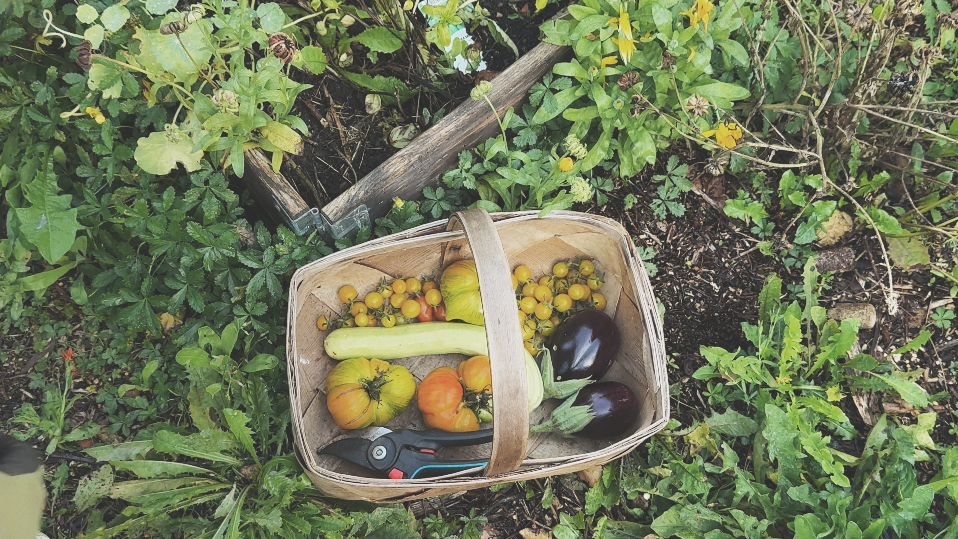 Wooden harvest basket with yellow cherry tomatoes, heirloom tomatoes, zucchini, eggplants and pruning shears in the garden