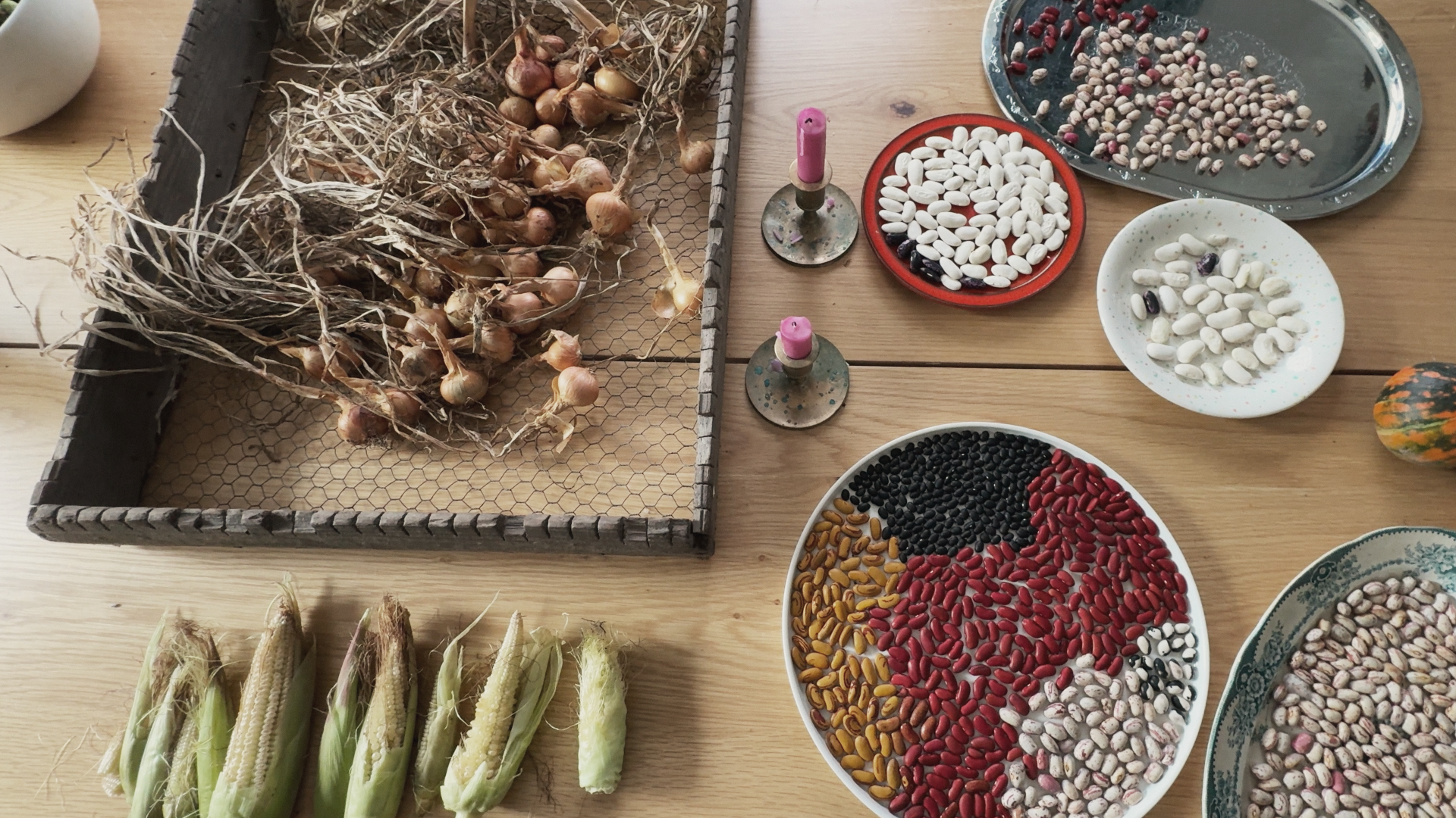 Onions drying on a wooden rack next to plates of homegrown dried beans sorted by color, and fresh corn cobs