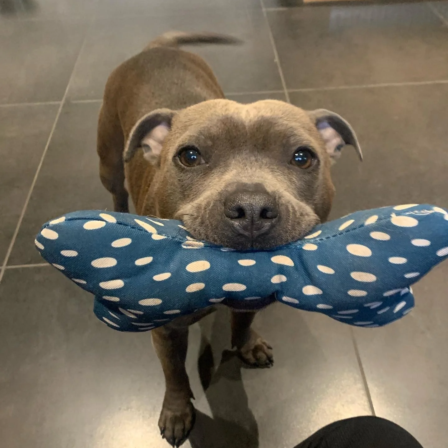 A cute Staffordshire bull terrier with a black nose and soulful eyes holding a blue polka dot toy in its mouth, standing on a tiled floor.