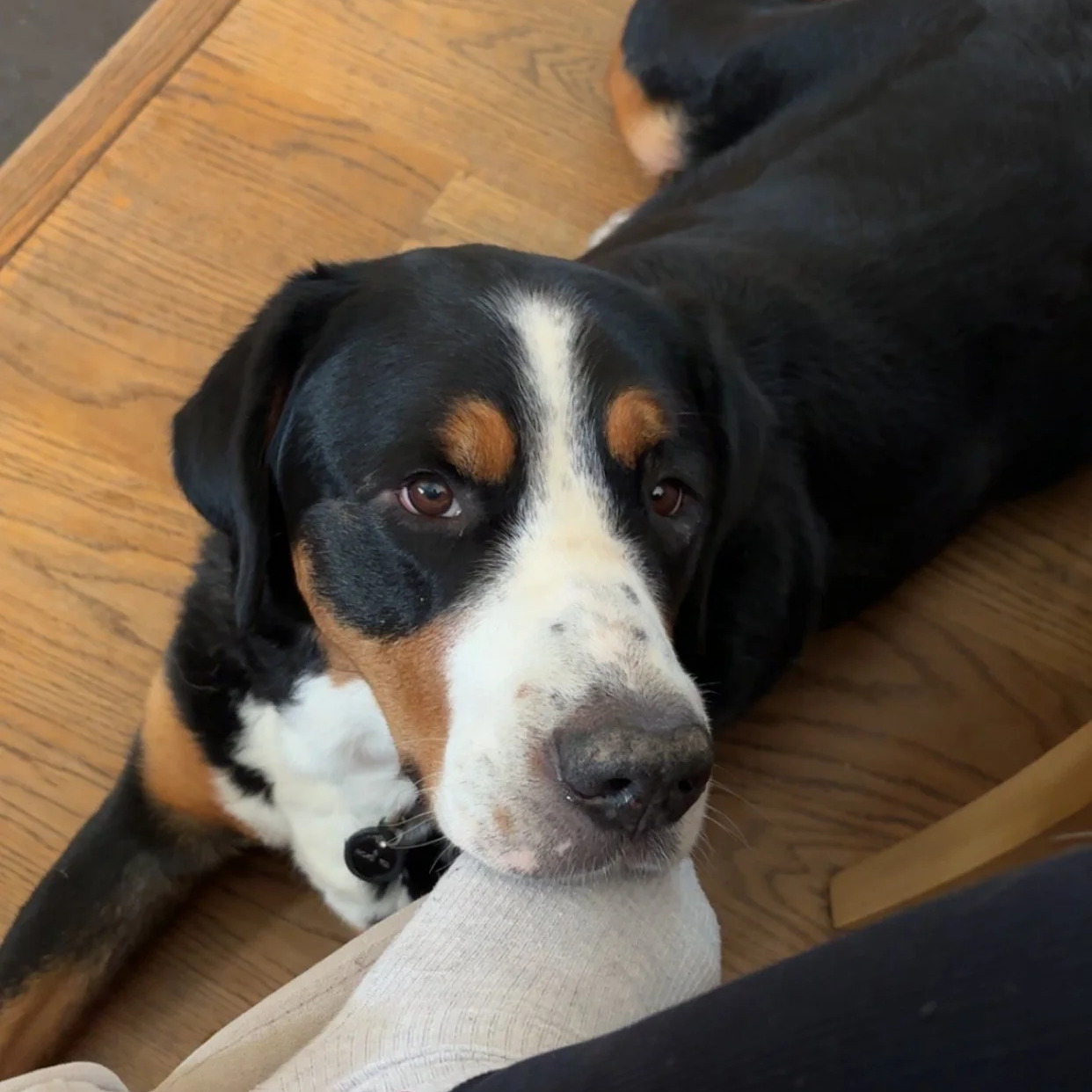Close-up of a dog lying on a wooden floor, resting its head against a person's leg, with a black, white, and brown coat and expressive eyes.