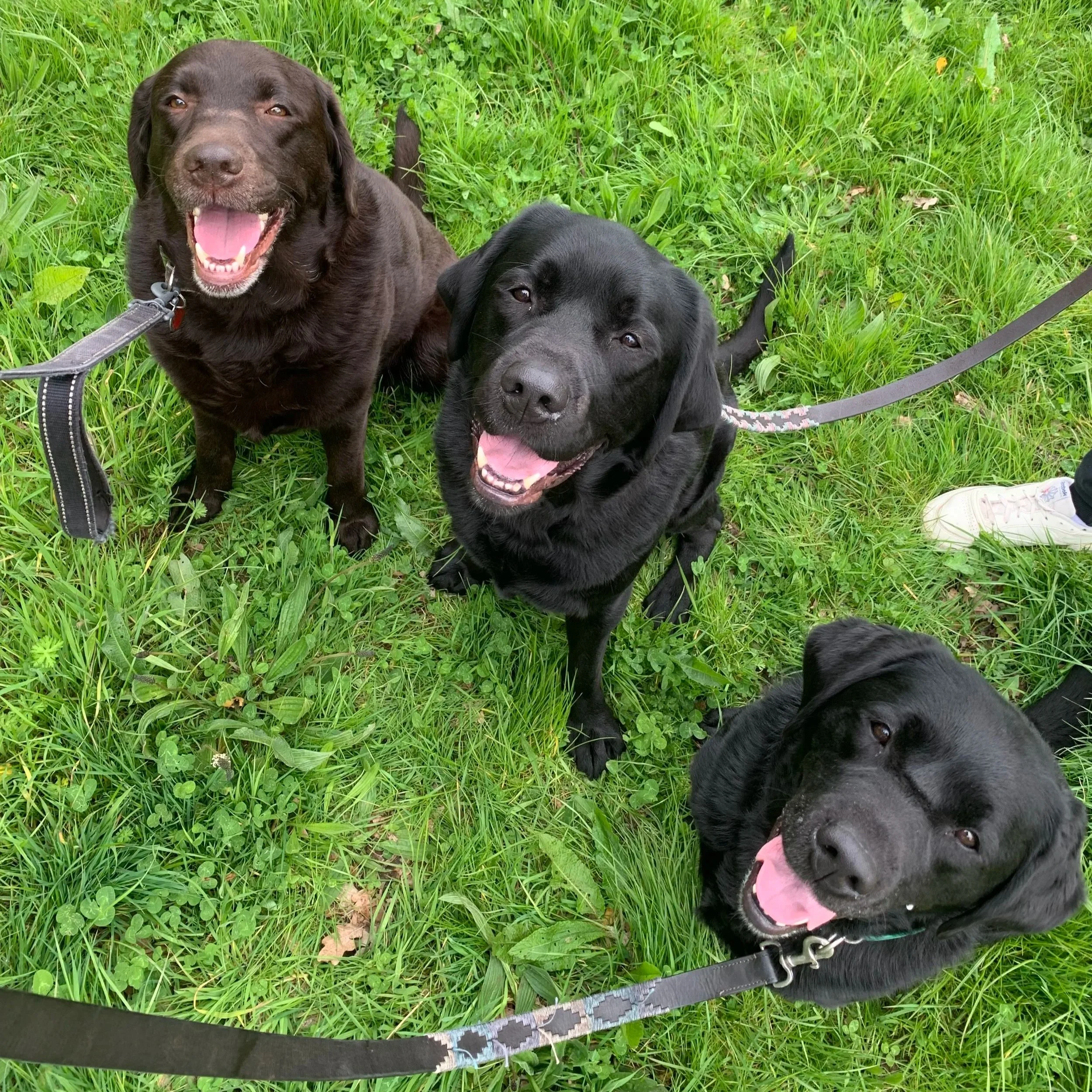 Two black Labrador dogs sitting on green grass and one with a brown coat, all panting with tongues out, wearing collars and leashes.