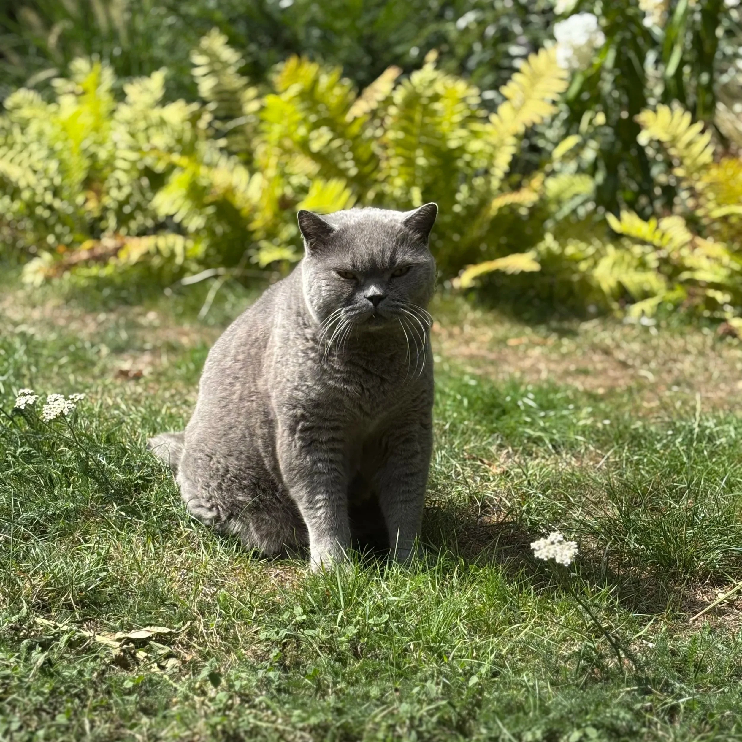 A gray cat sitting outdoors on grass with green foliage in the background.