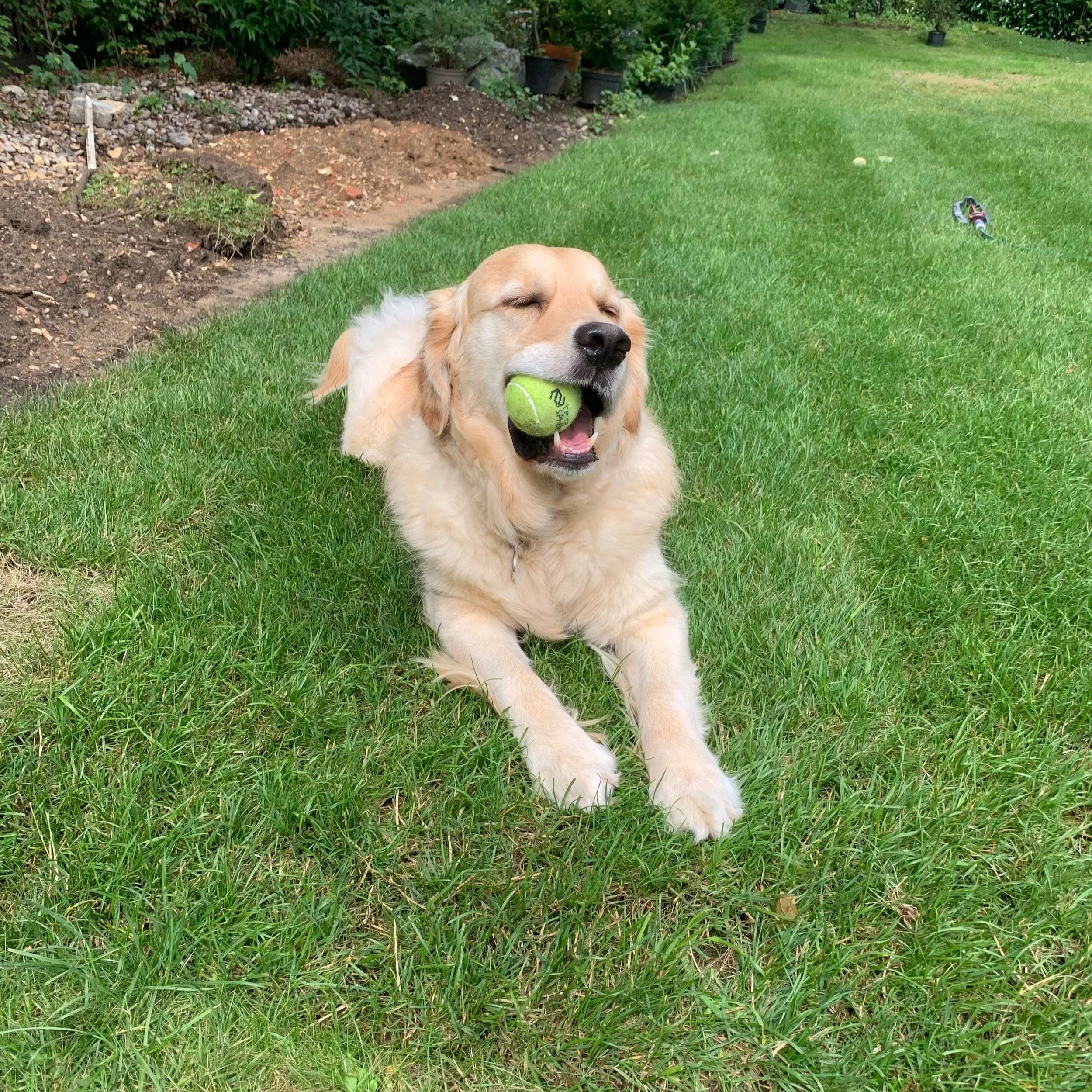 Golden retriever puppy with closed eyes holding a tennis ball in its mouth, sitting on green grass in a backyard.
