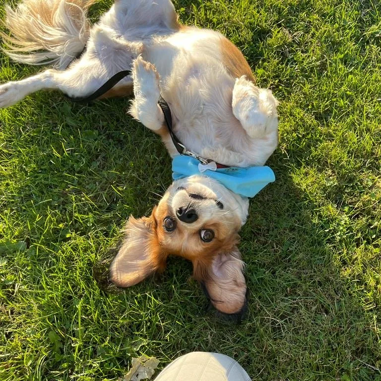 A dog lying on its back on green grass, looking at the camera with a playful expression, wearing a blue bandana.