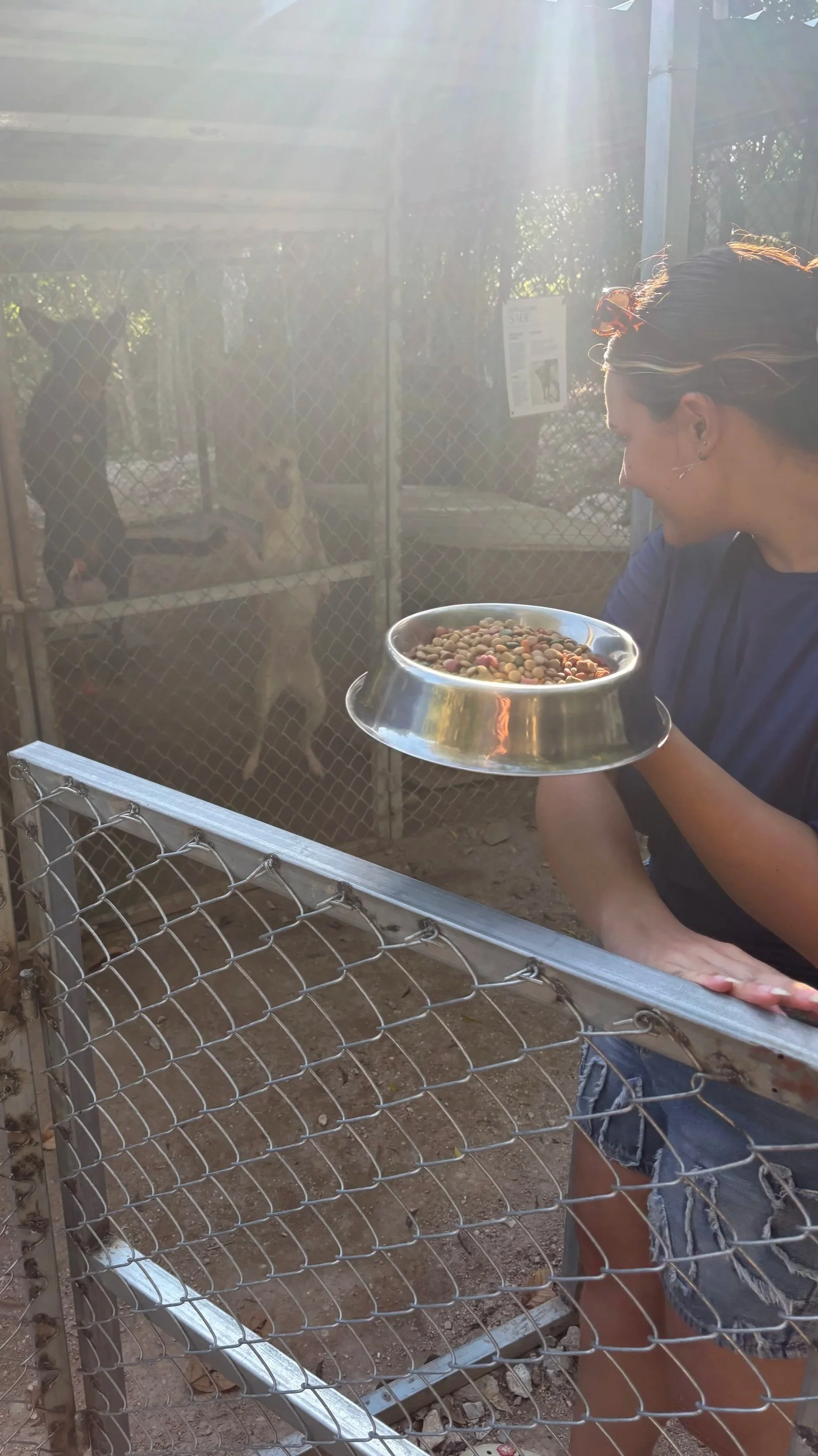 Woman heading inside a dog kennel, two dogs jumping against the fence, she's holding a metal bowl with dry dog food, sunlight streaming down.