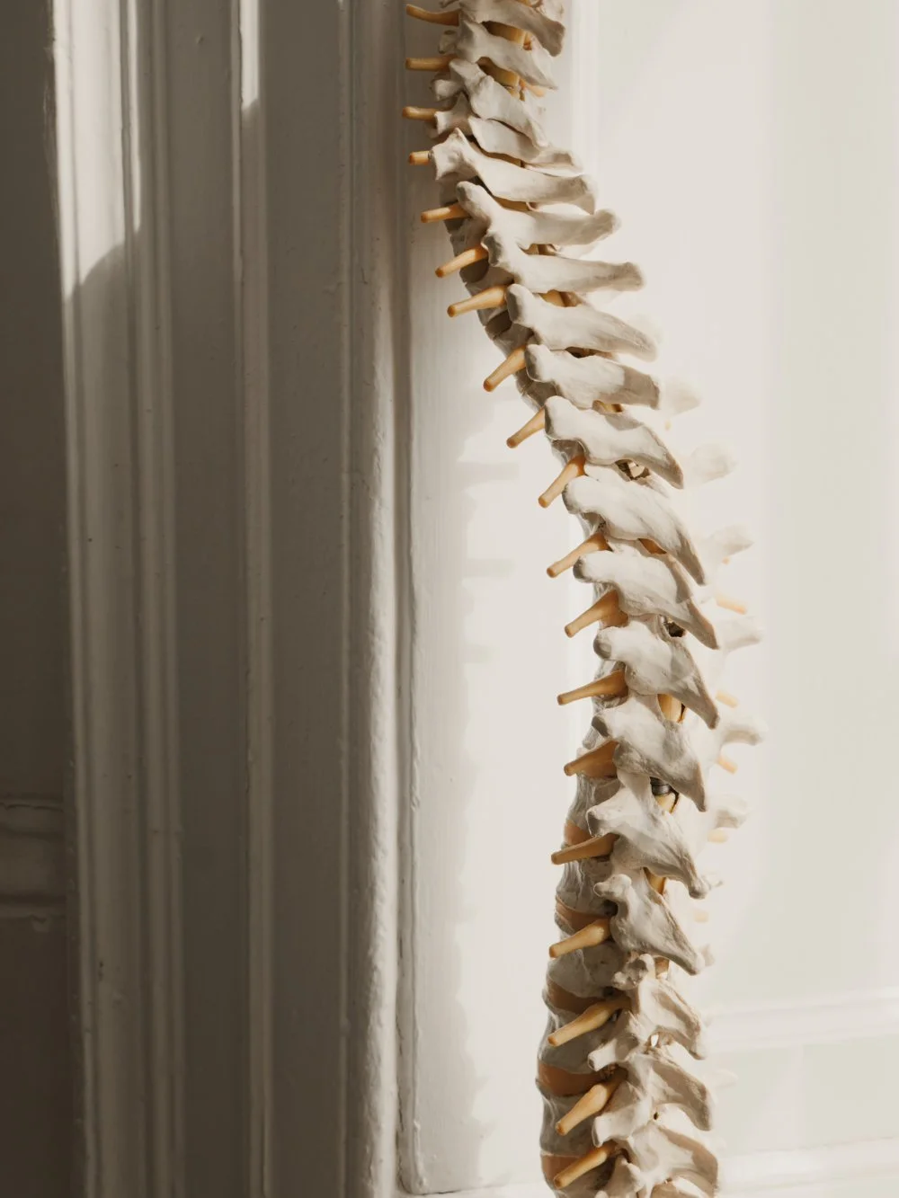 A vertical spine model with vertebrae and ribs mounted on a wooden rod, hanging against a wall near a doorframe.