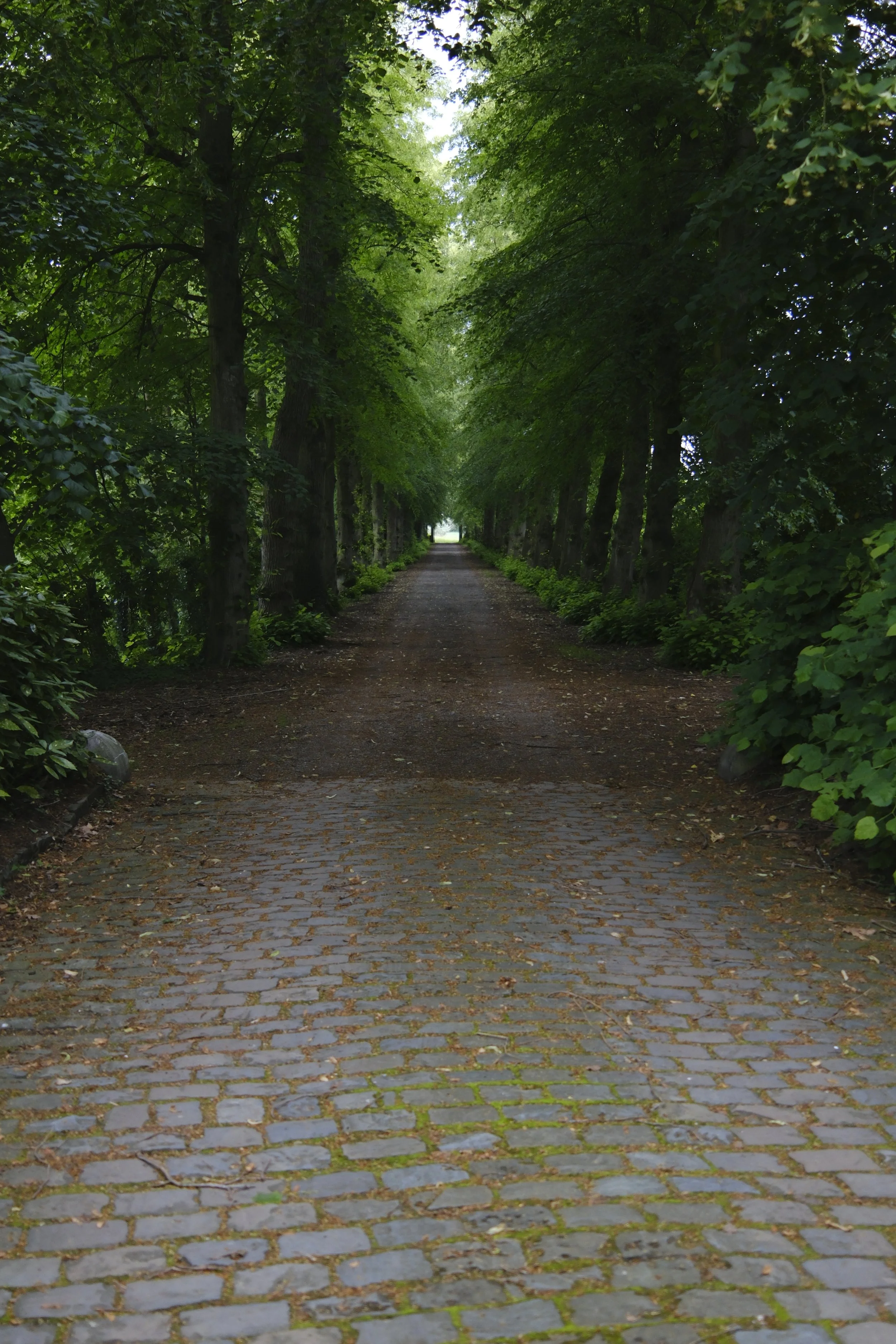 Een pad omgeven door groene bomen die een tunnel vormen, met een stenen en geasfalteerde weg en bladeren op de grond. | Kasteeldomein Battenbroek