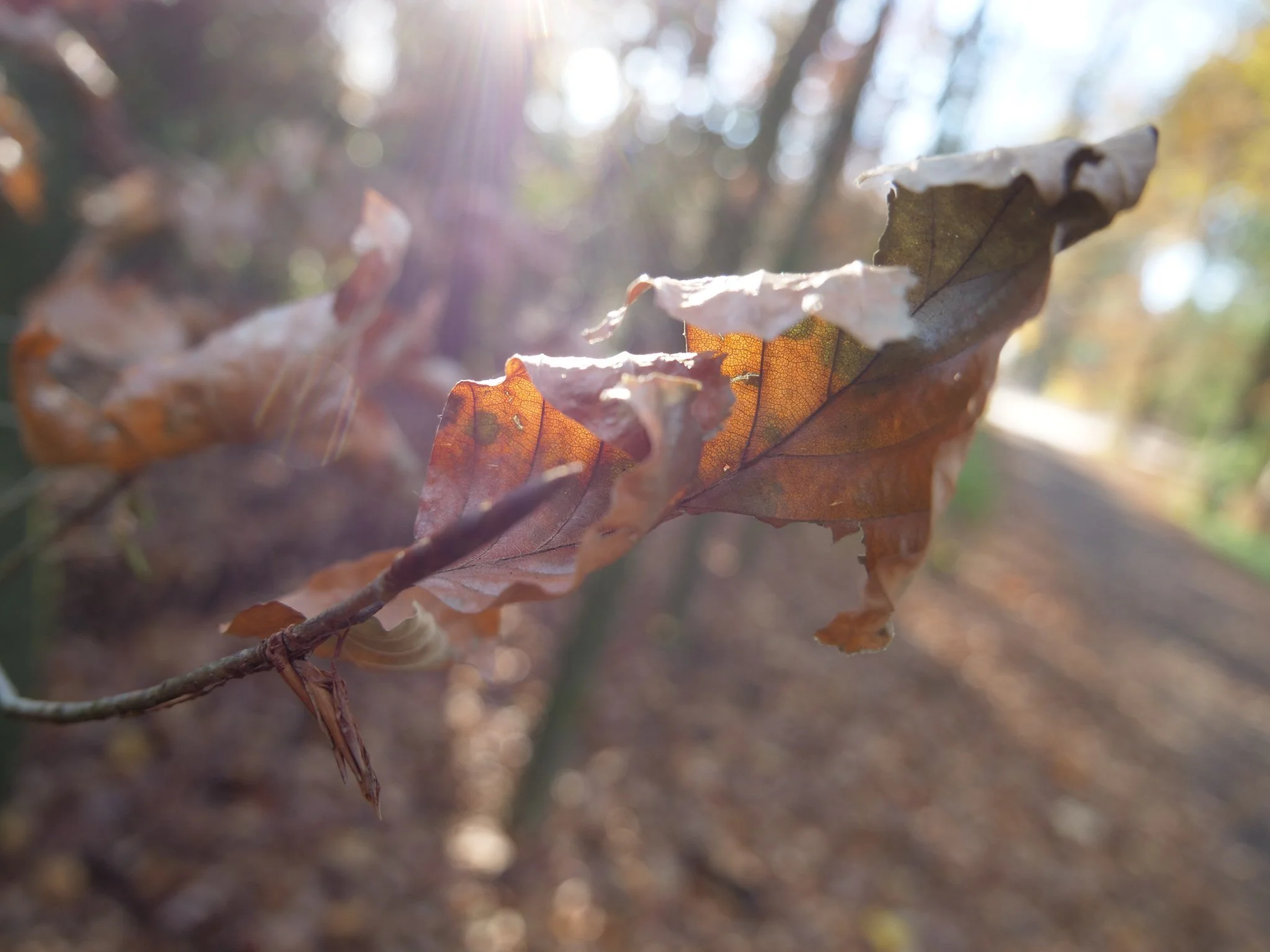 Close-up of dry, brown autumn leaves on a branch with sunlight filtering through trees in the background.