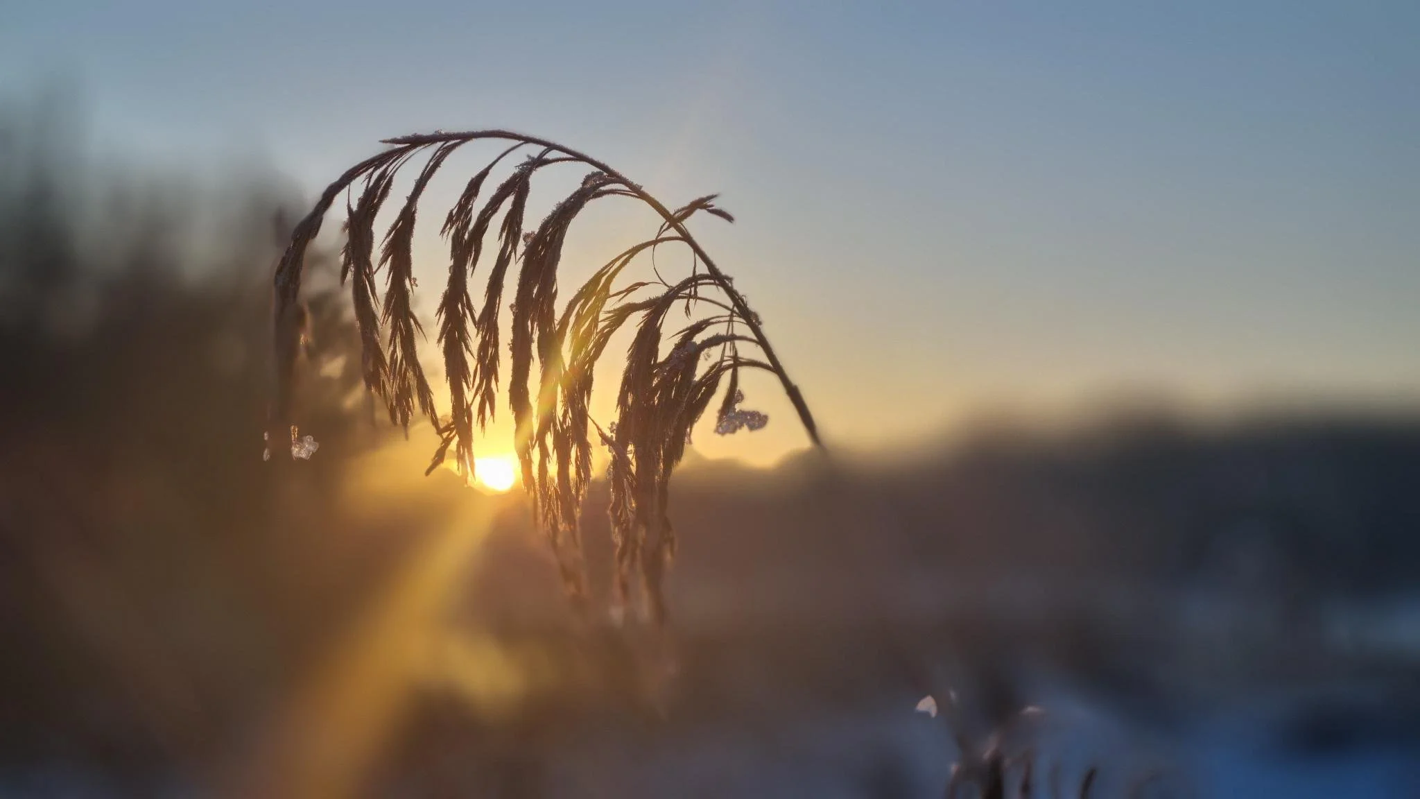 Close-up of dried grass stalks at sunset with a warm glow in the background.