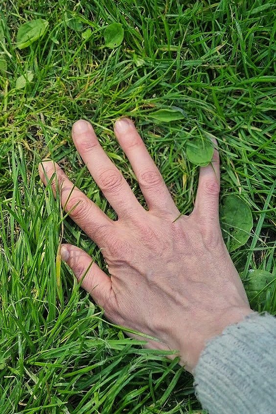A person's hand with light skin and visible veins resting on lush green grass with small leaves and blades.