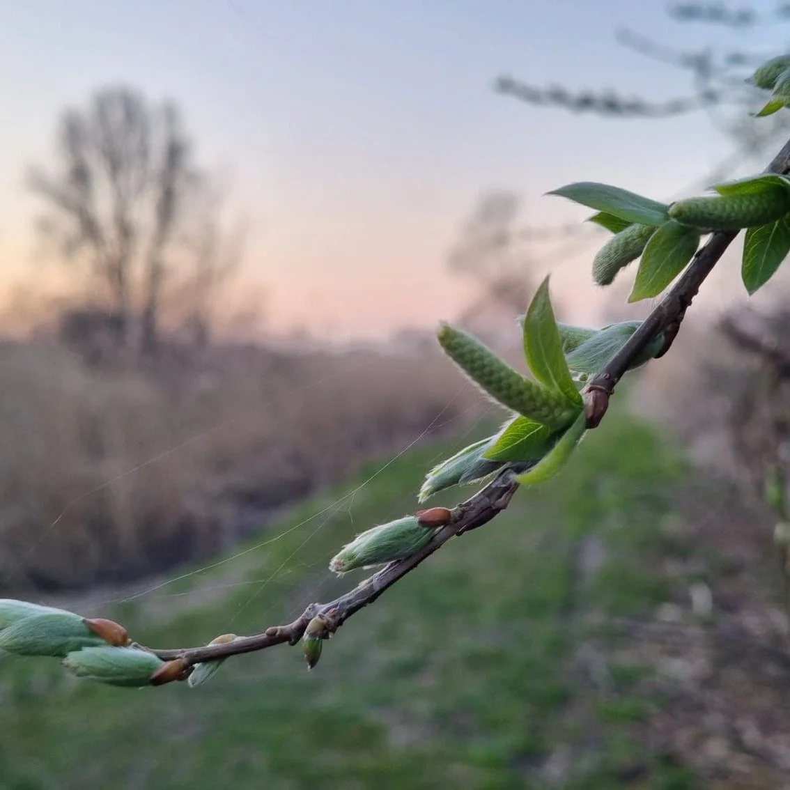 Close-up of a budding tree branch with green leaves and young green buds, outdoors in a natural setting at sunset or sunrise, with blurred trees in the background.