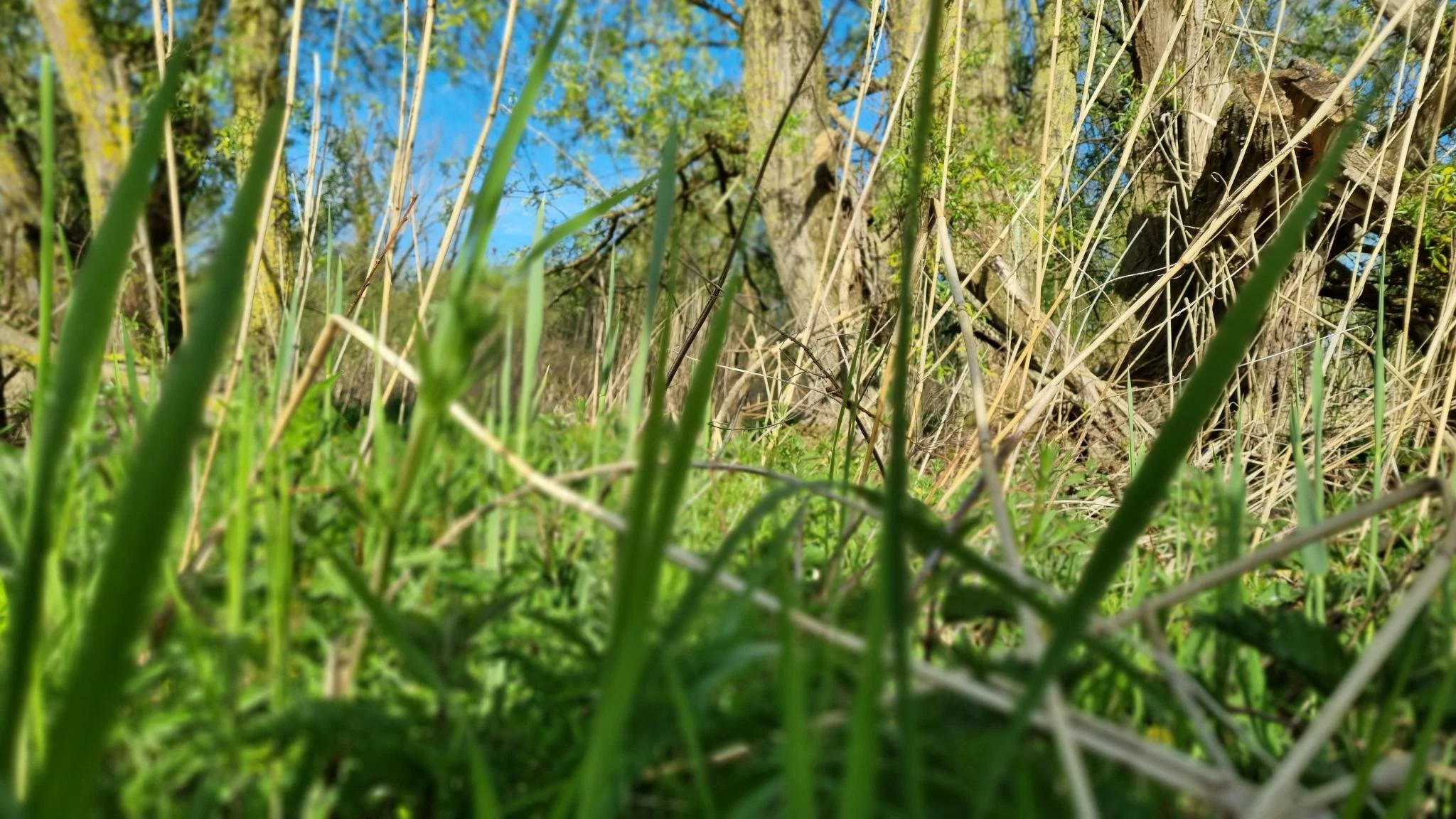 Low-angle view of green grass blades and plants in front of a tree with a clear blue sky background.