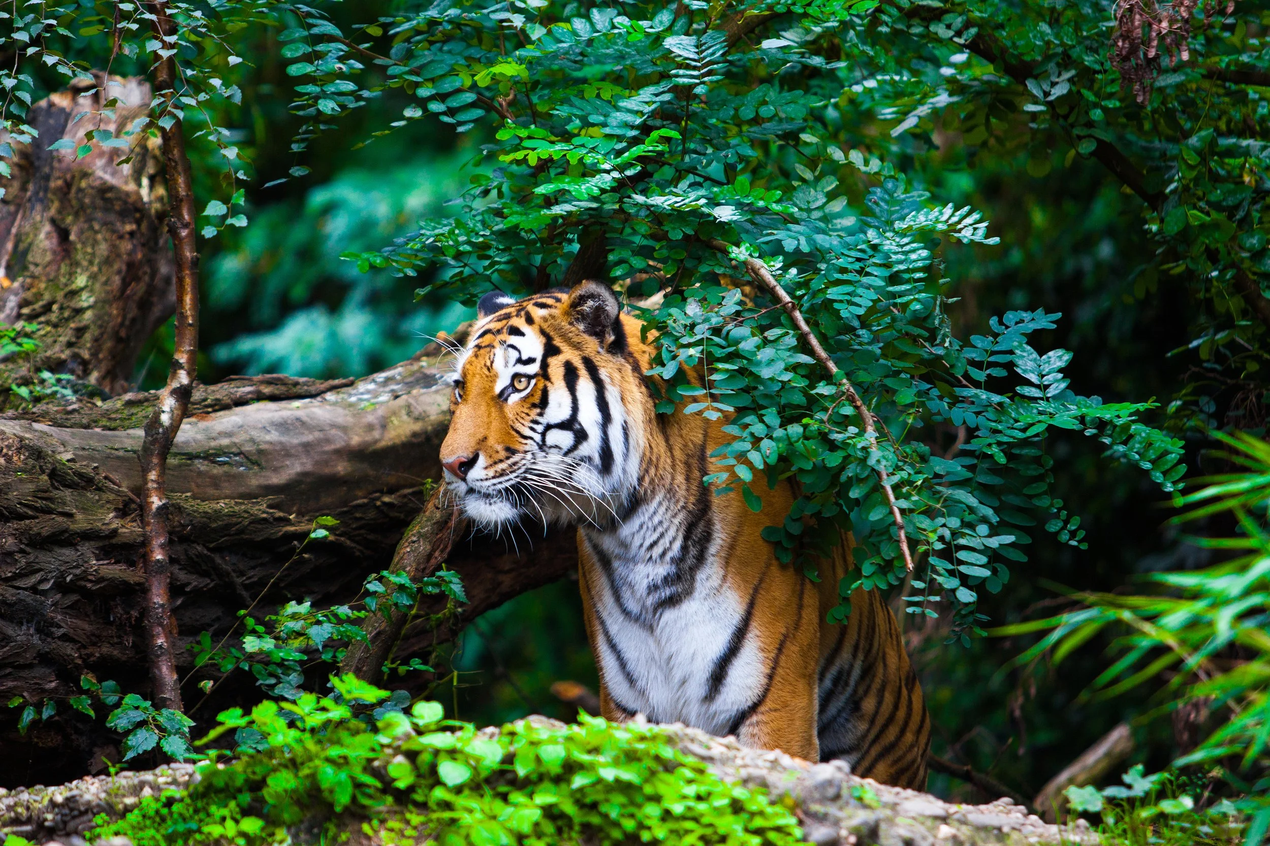 Ein Foto von einem Indischem Tiger.