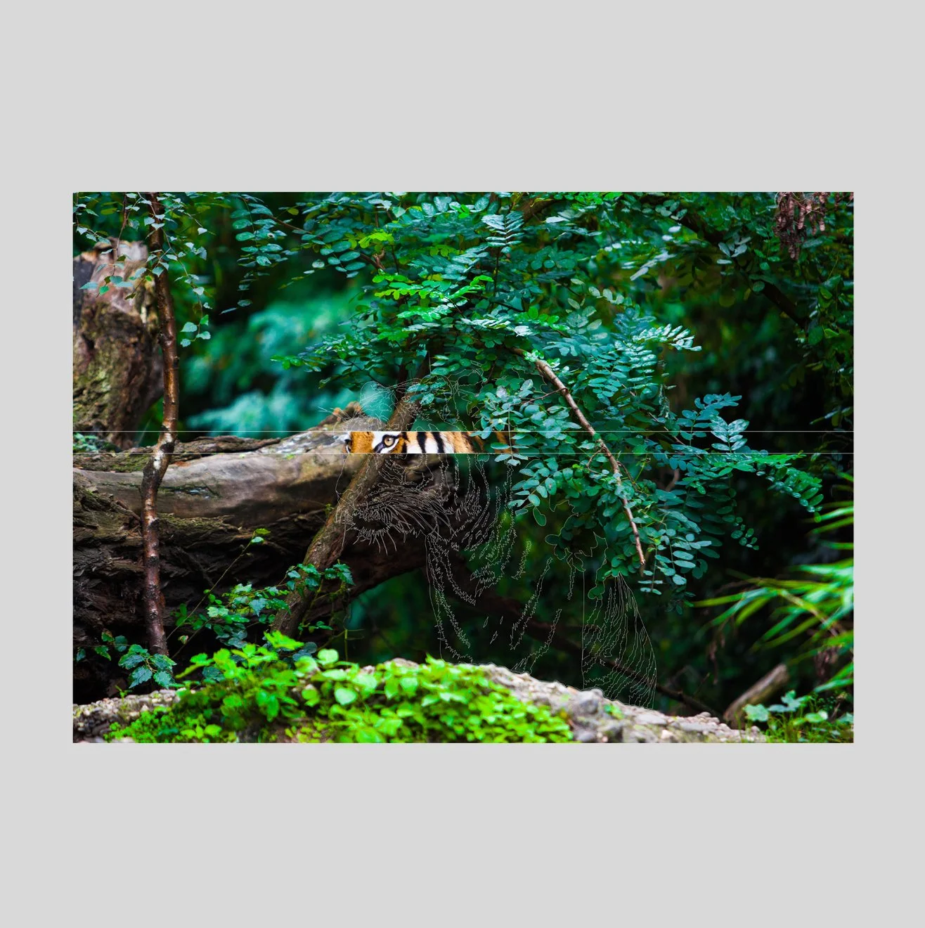 Tiger.jpg