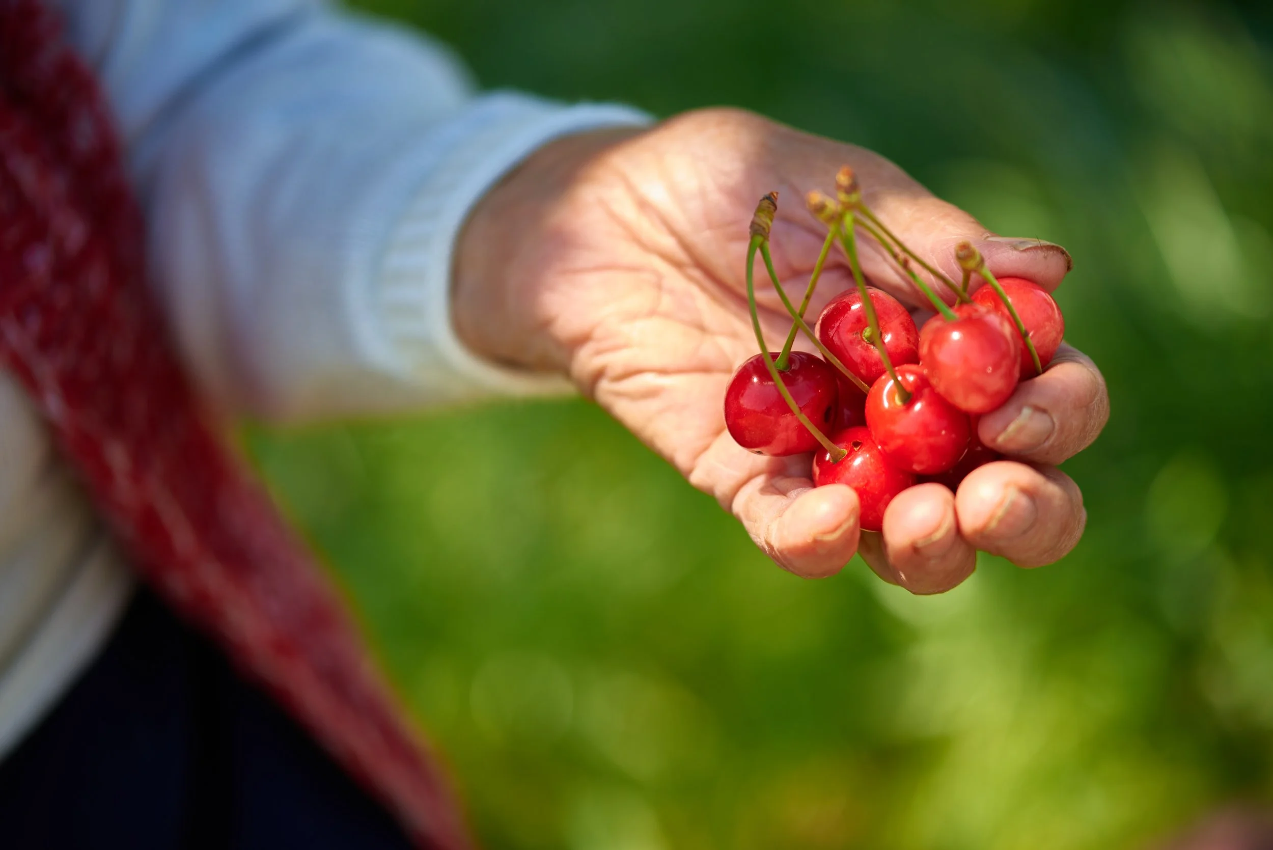 A person's hand holding a bunch of red cherries with green stems outdoors, blurred green background.