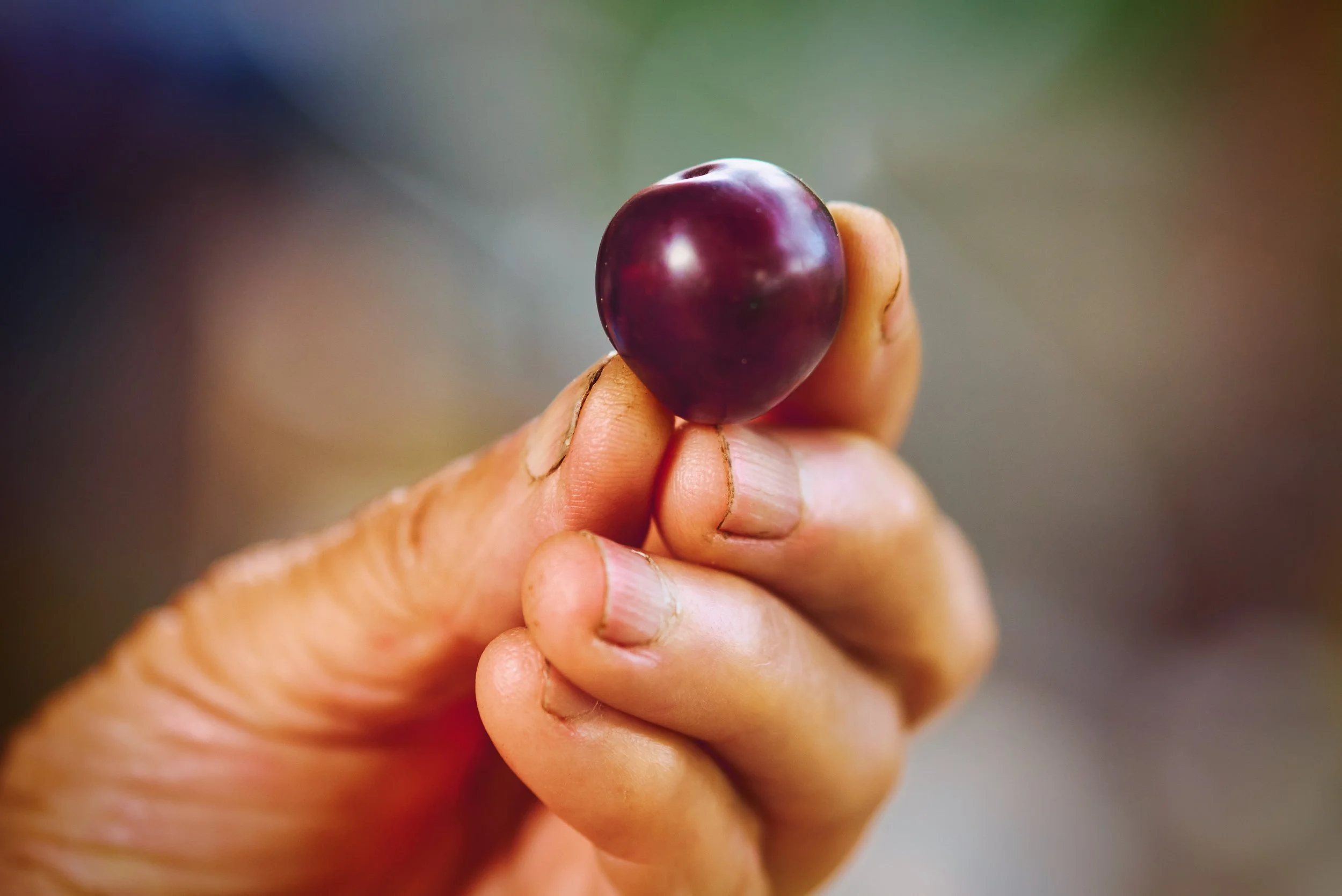 A person holding a small, dark purple cherry between their thumb and forefinger. The focus is on the cherry, with a blurred background.