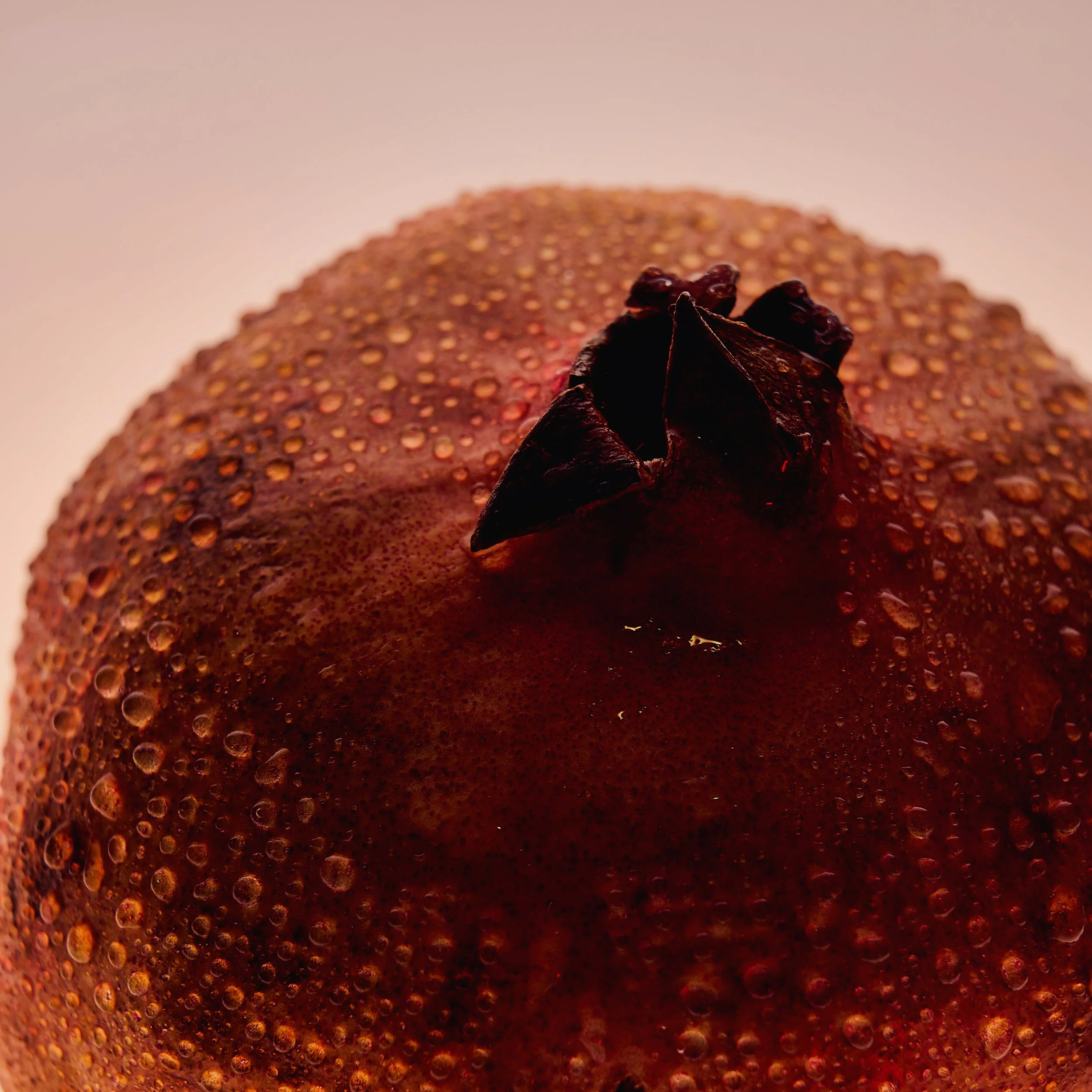 Close-up of a dark red, textured, and bumpy fruit with a star-shaped dried calyx at the top.