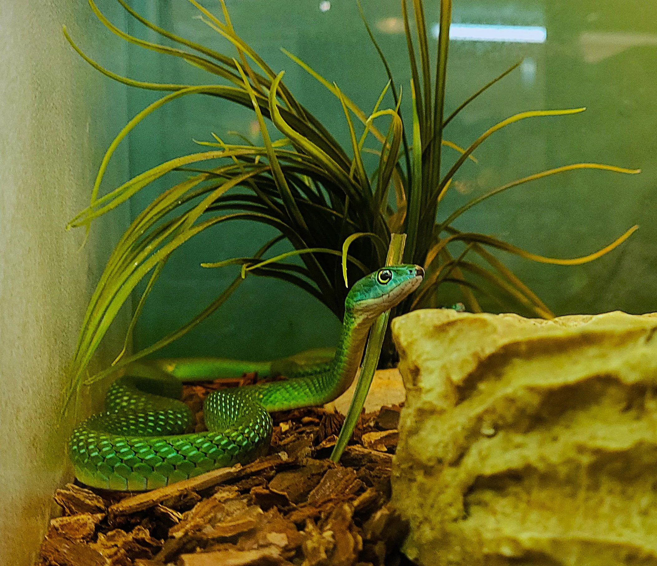 Rough Green Snake